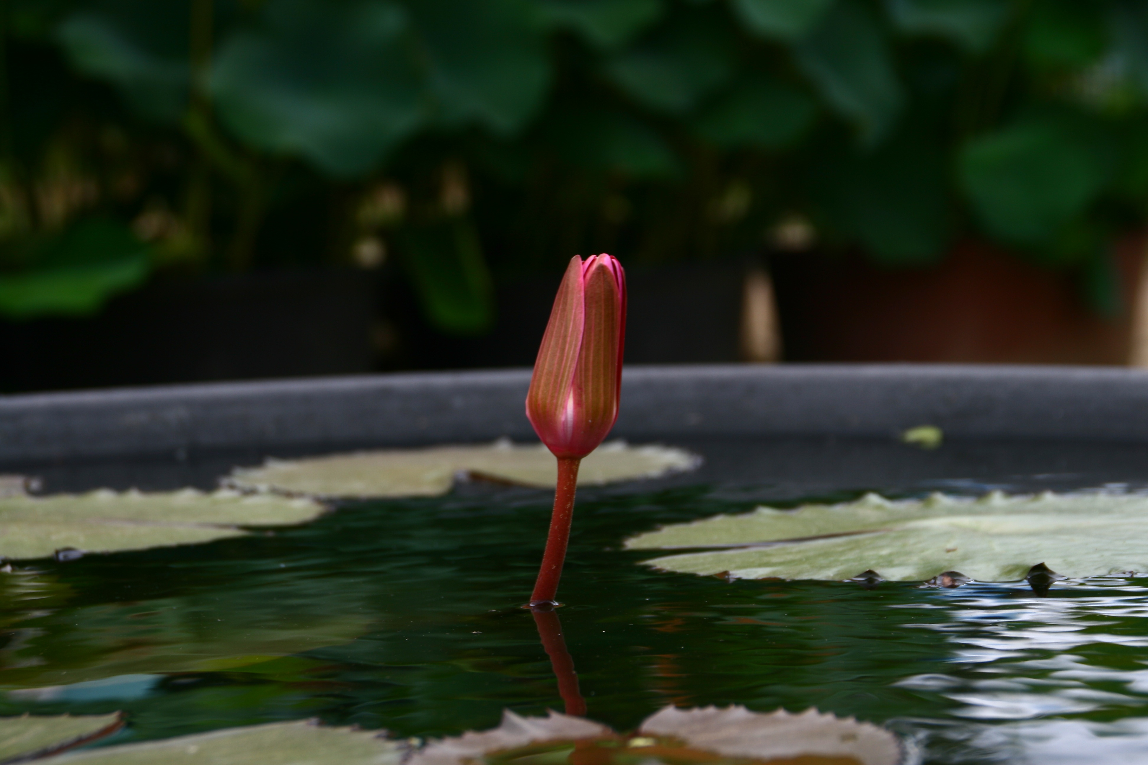 Lotus flower in a pond free image download