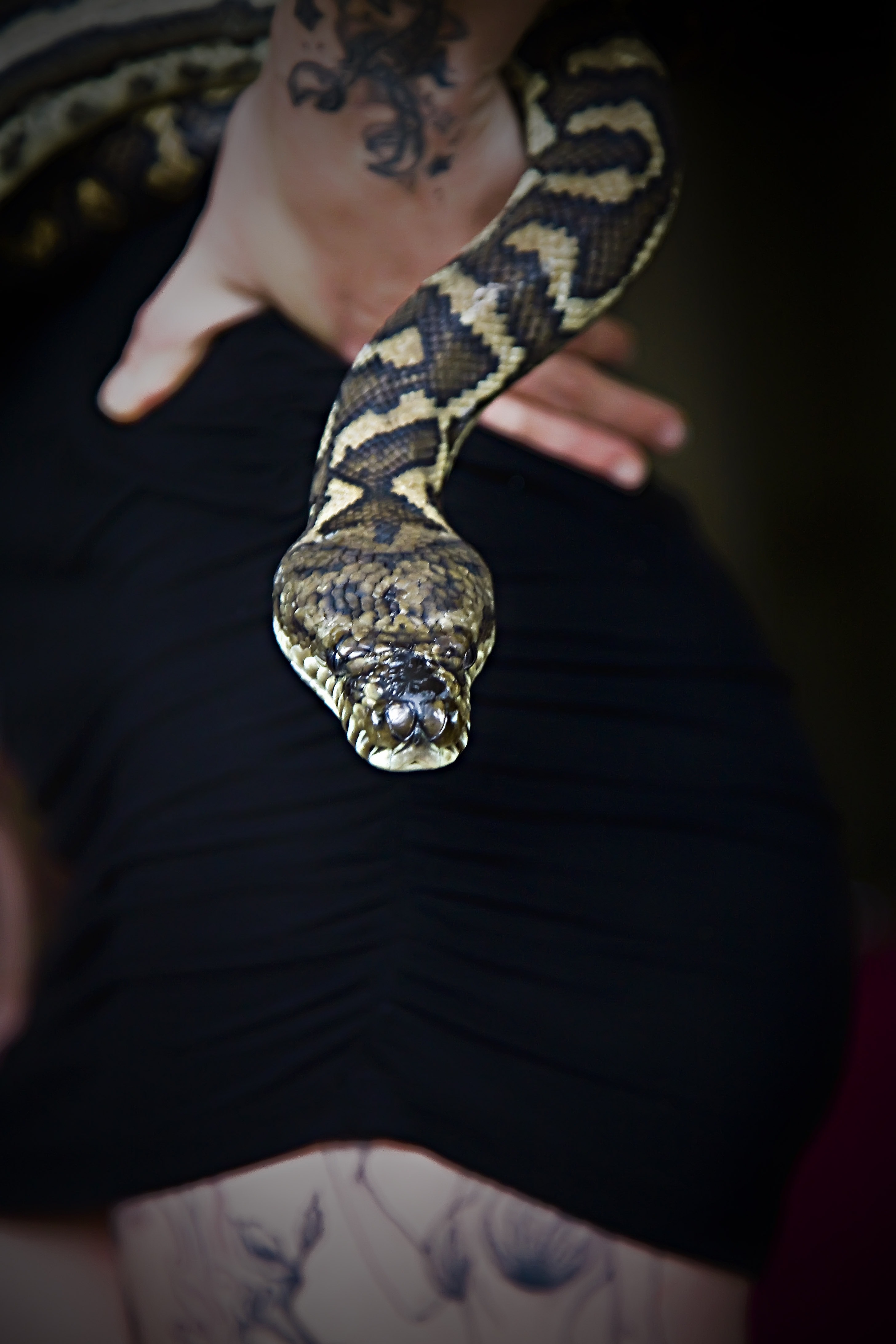 Snake on hand free image download