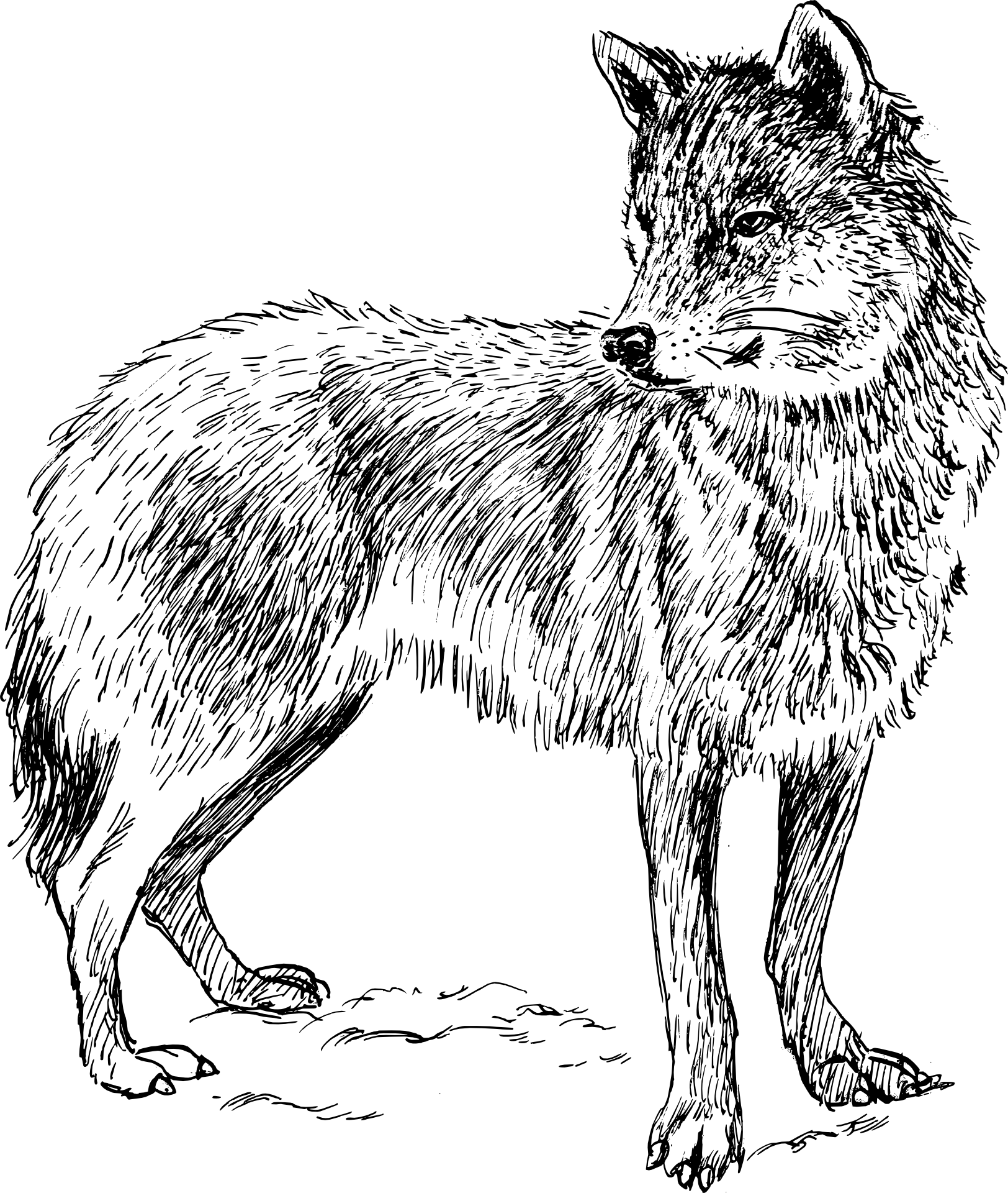 Wolf animal free image download