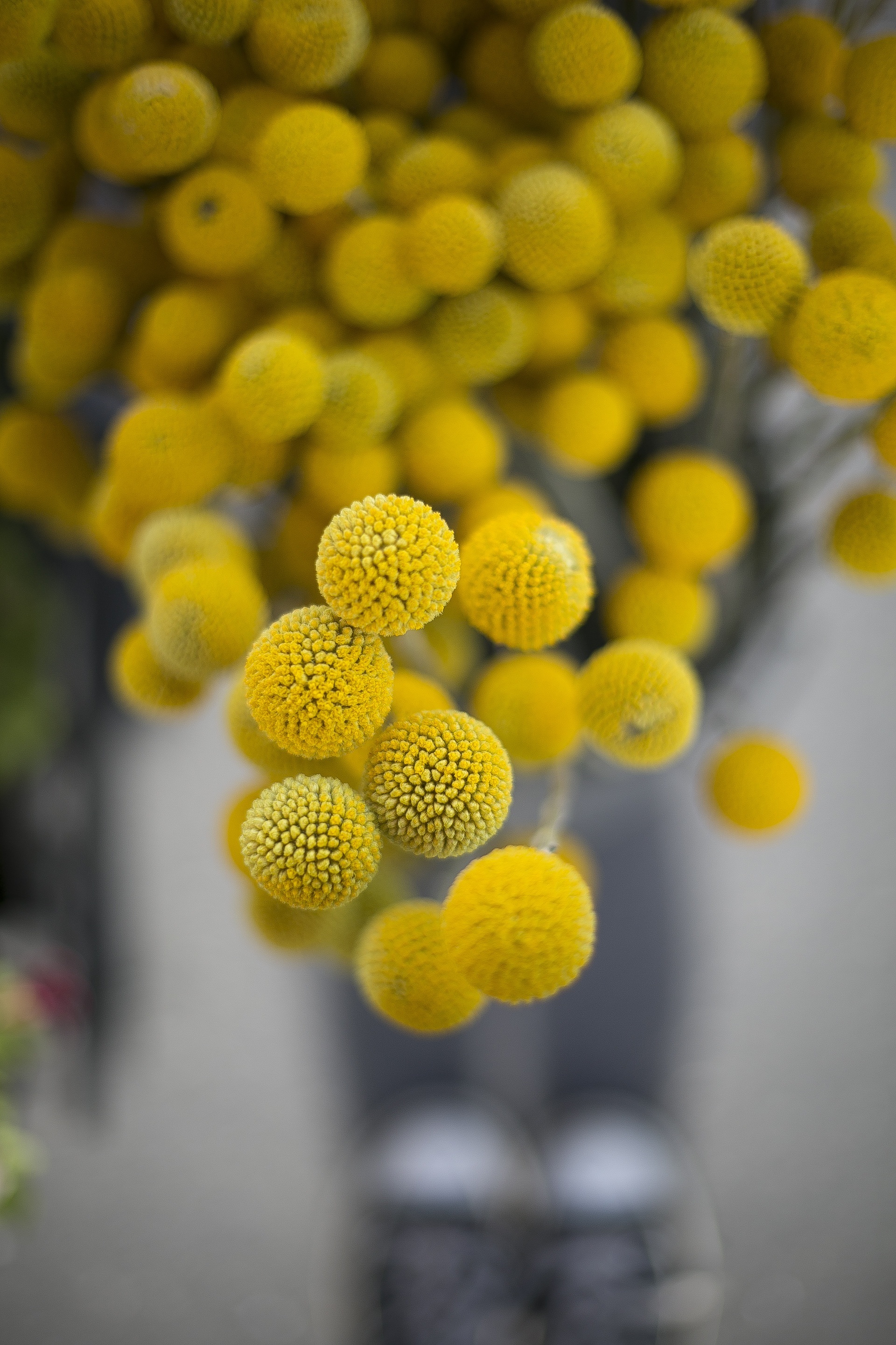 Yellow ball flowers free image download