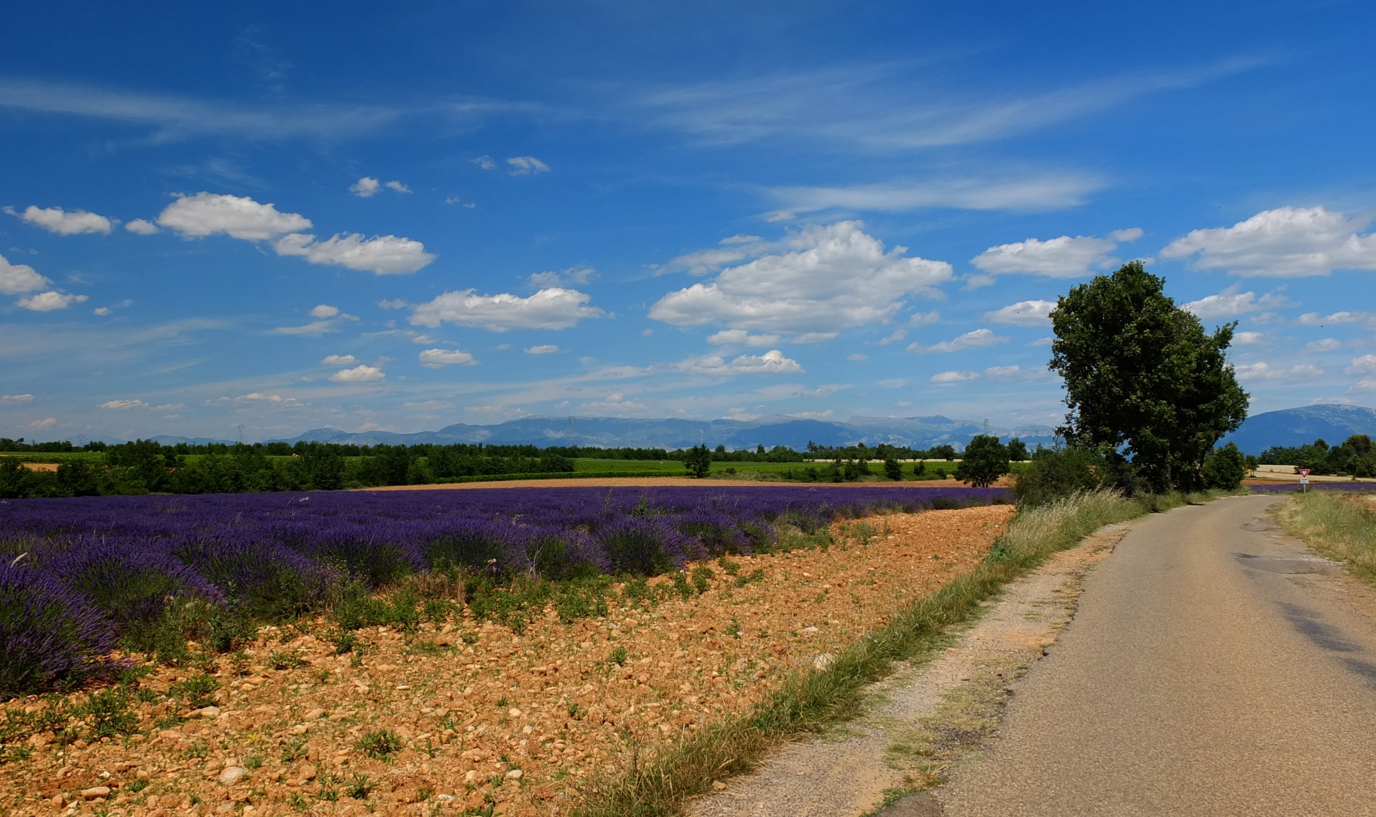 Away road with lavender free image download