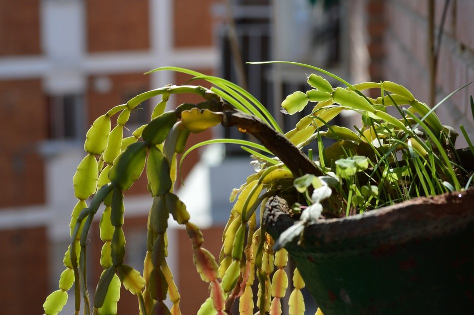 Potted plants in the sun free image download