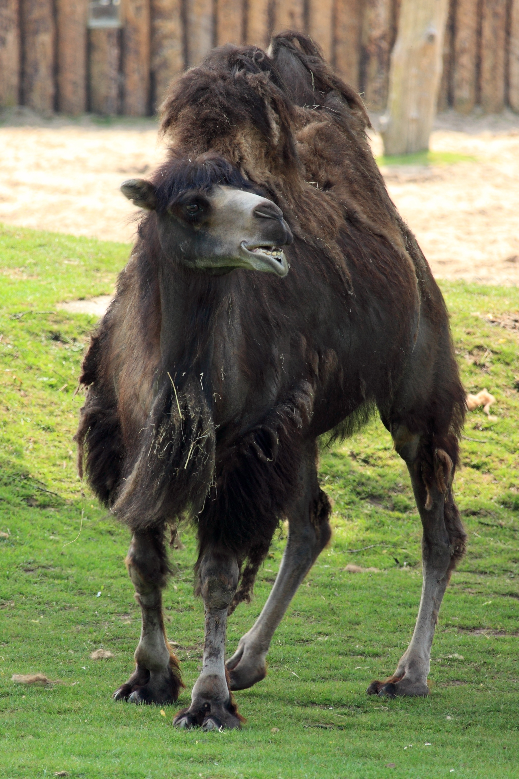 Brown African camel free image download