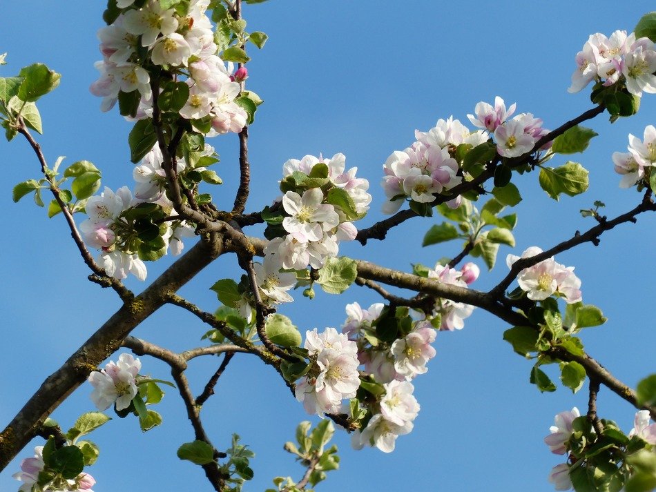 Beautiful apple blossoms in the garden free image download