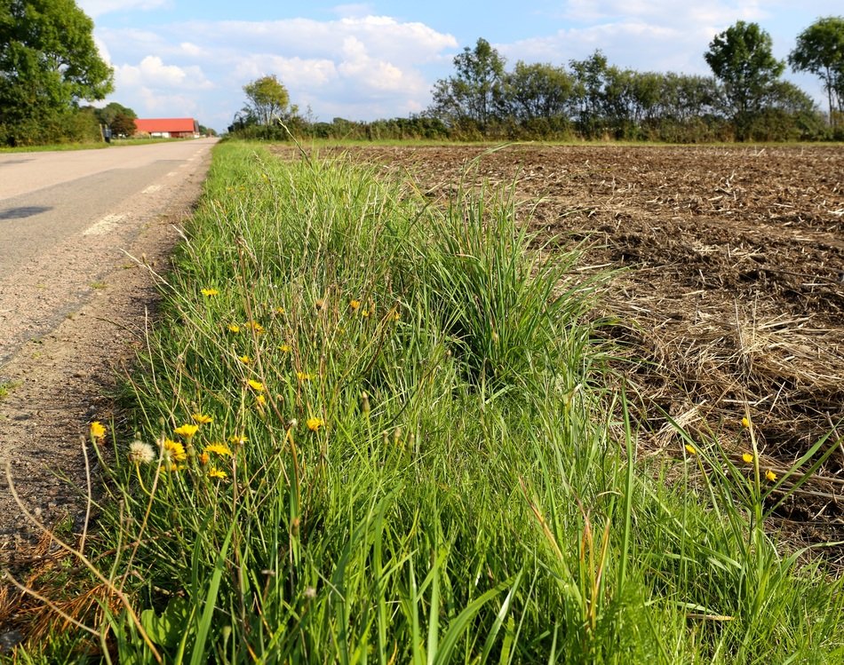 Roadside grass free image download