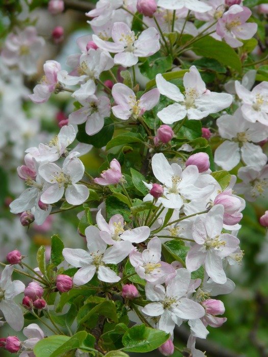 Apple white blossoms tree free image download