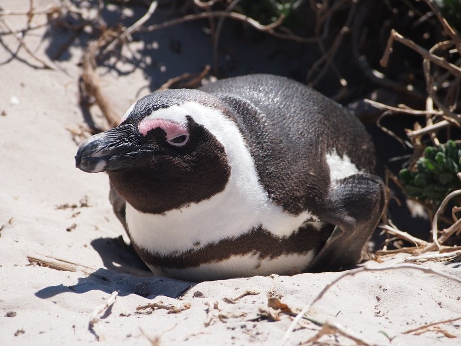 Penguin in its natural habitat free image download