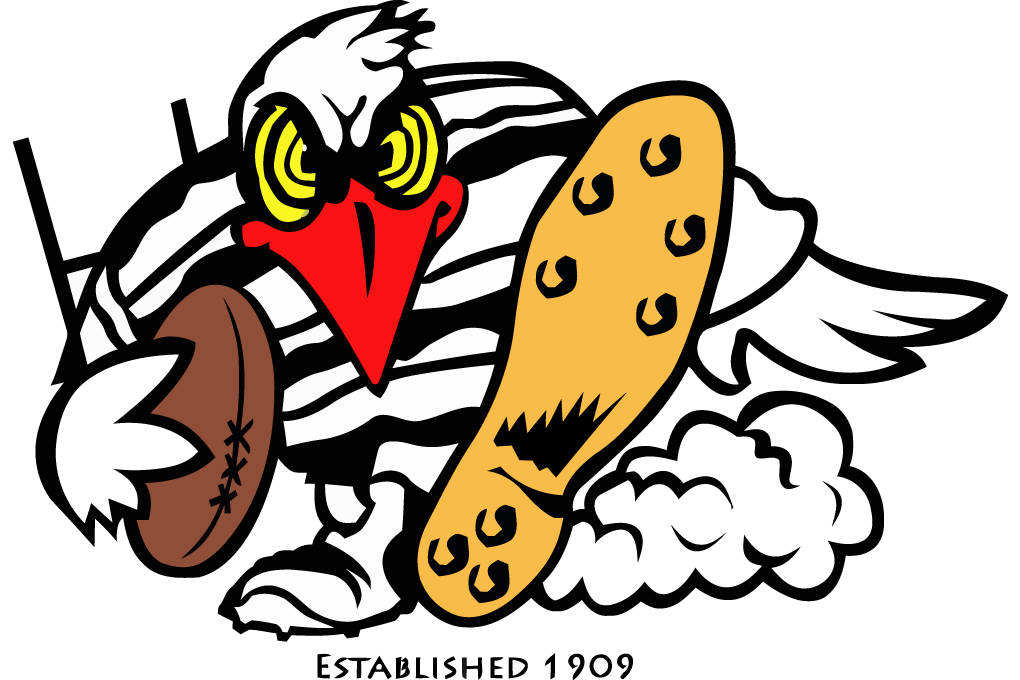 Tweed heads seagulls free image download