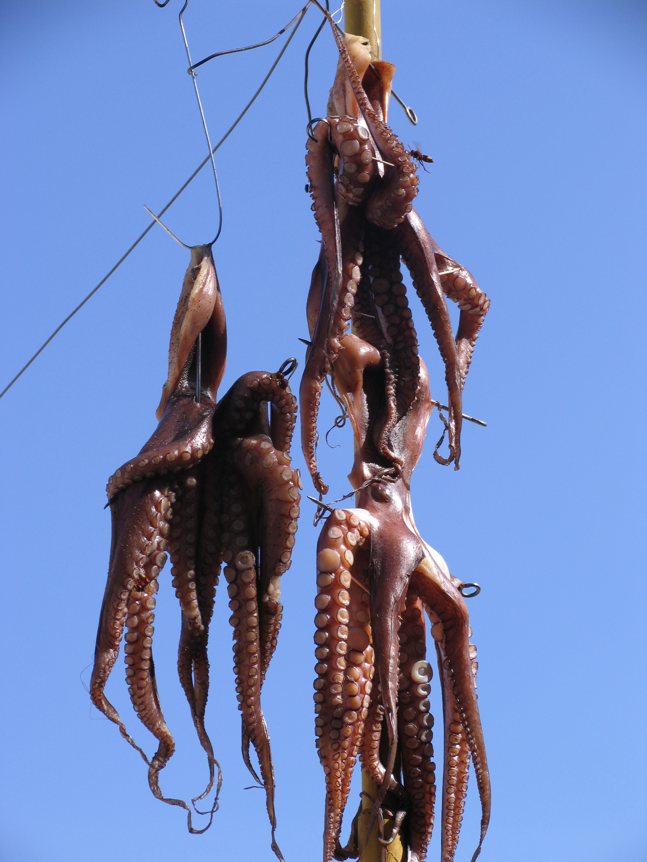 Dried octopus free image download