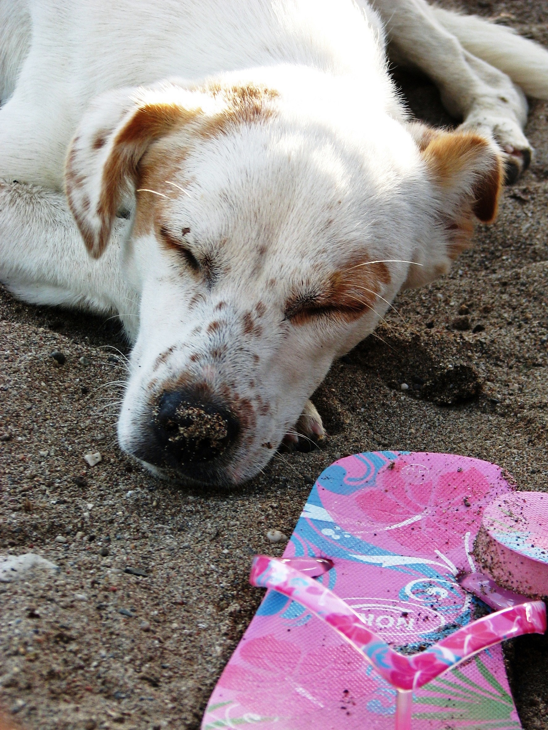 Dog sleeps near pink slippers on the beach free image download