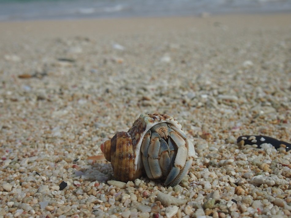 Hermit crab on the sand at the beach free image download