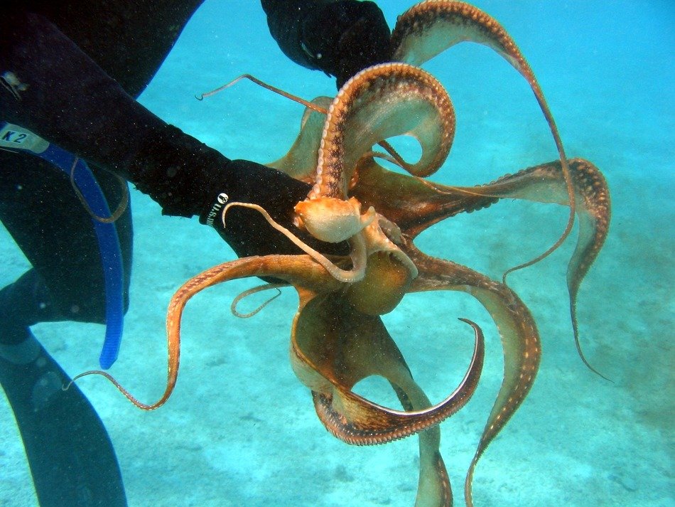 Diver holding an octopus free image download