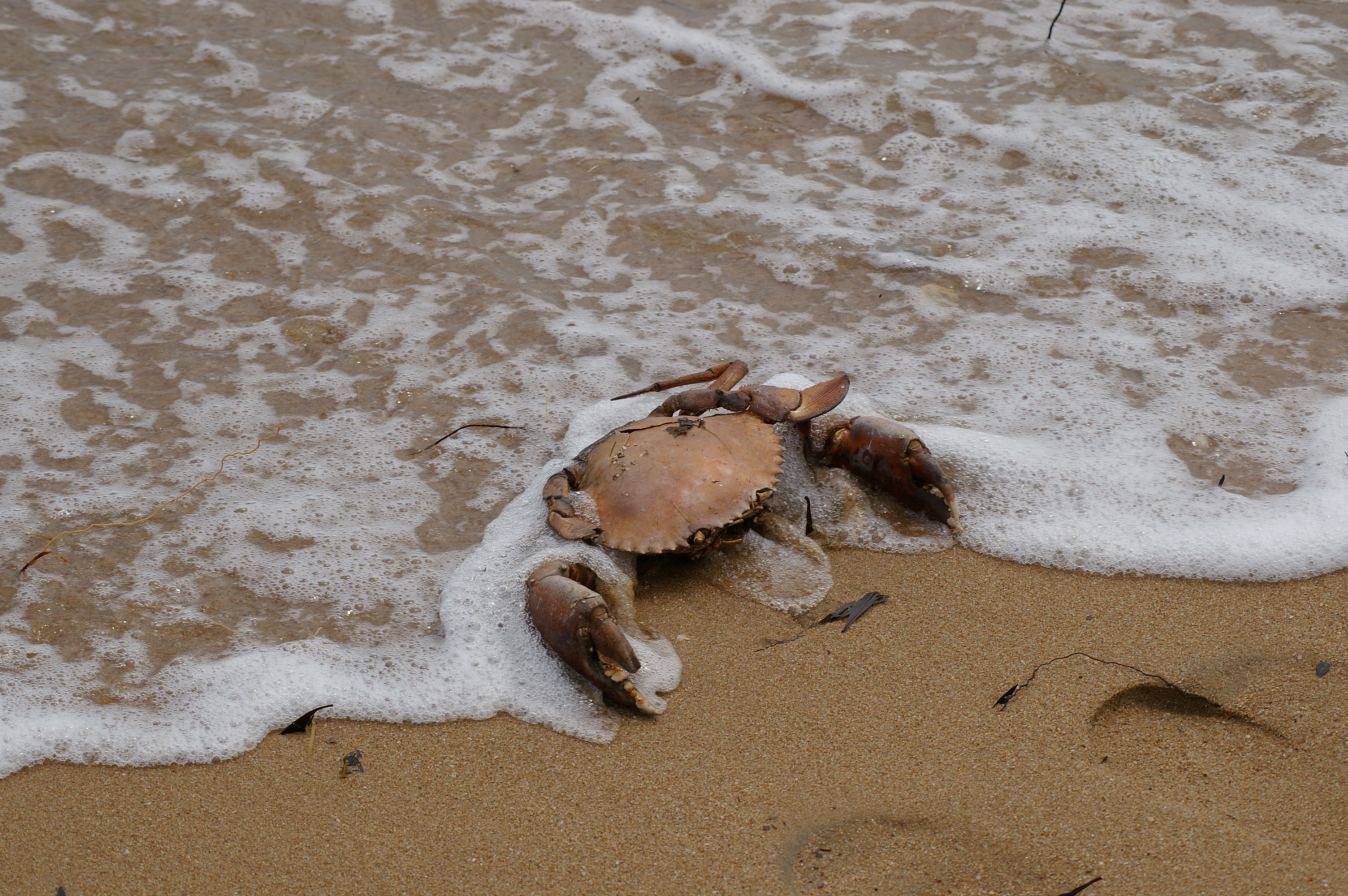 Crab in a ocean surf free image download