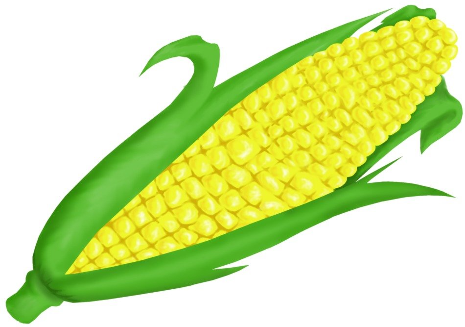 Cartoon Corn drawing free image download