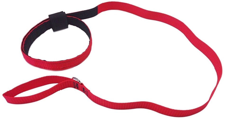 Red dog leash free image download