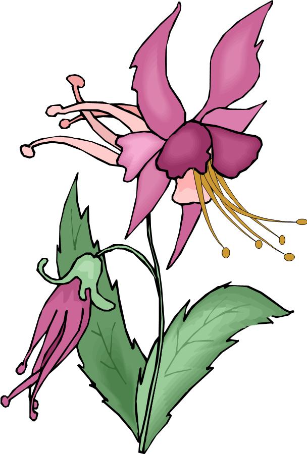 Purple and pink Wildflower, Drawing free image download