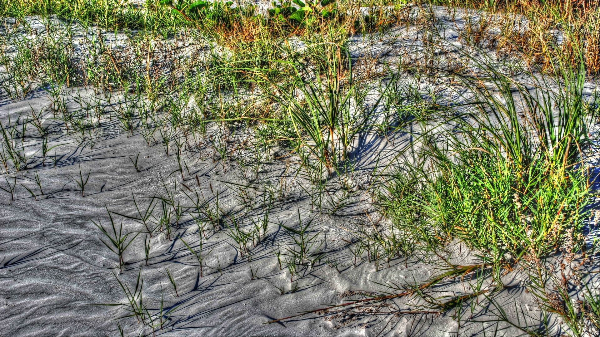 Grass on a pond bank free image download