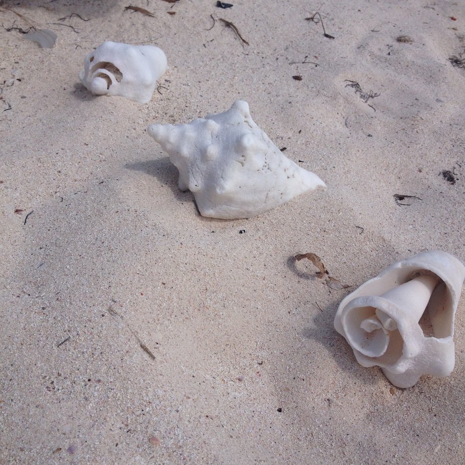 Conch shells free image download
