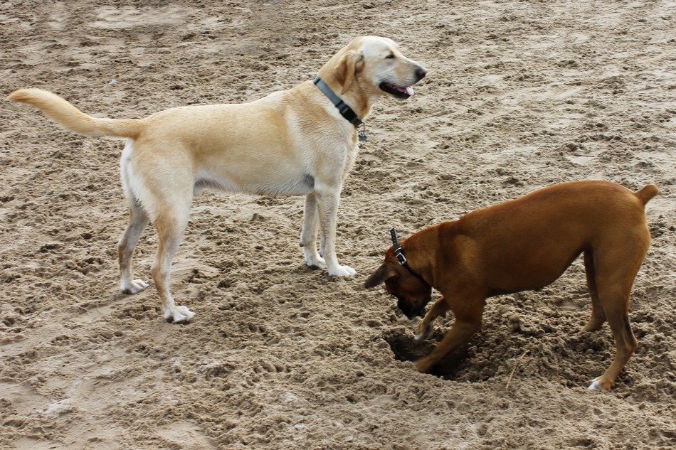 Dogs play in a sand free image download