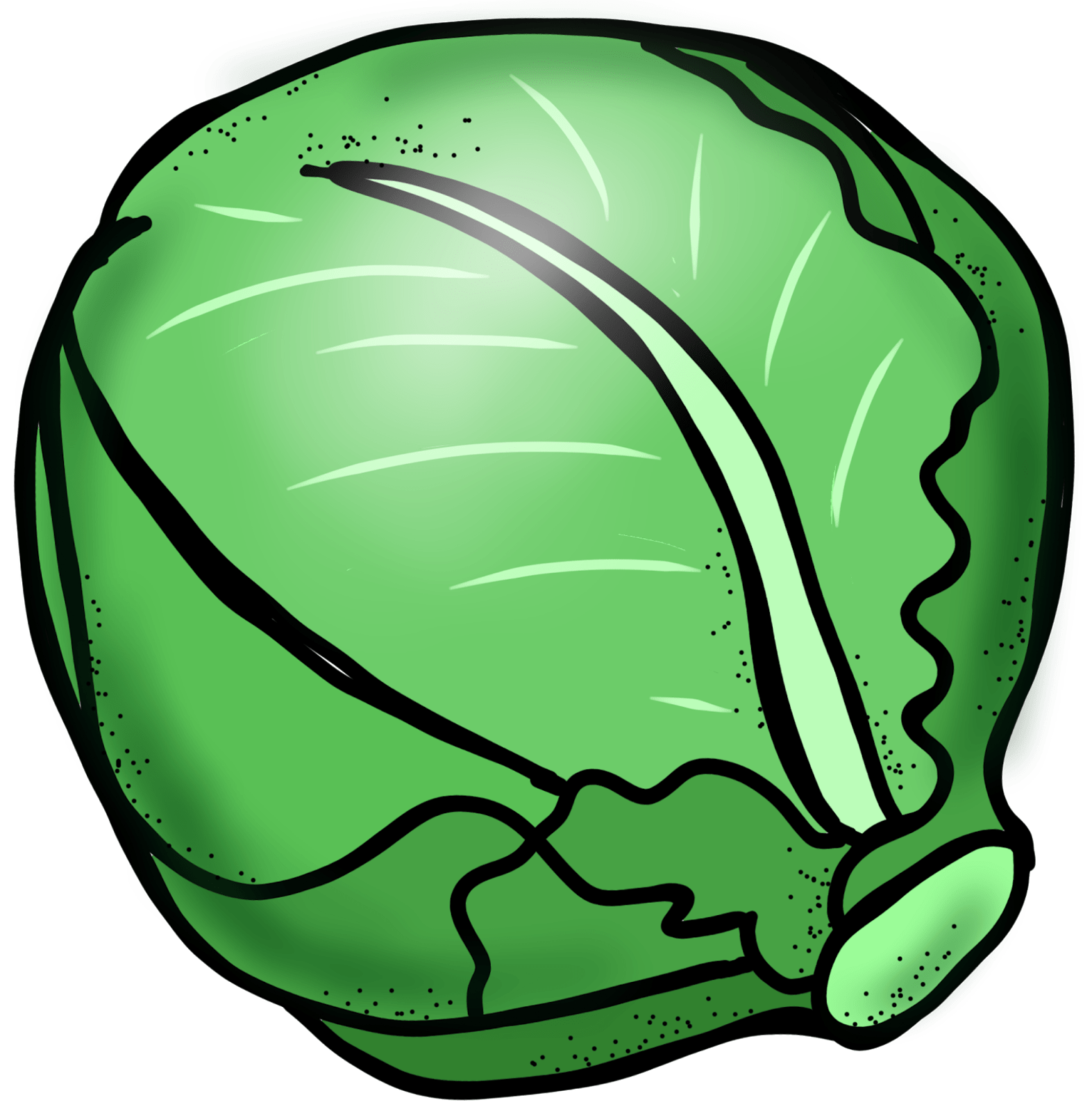 Lettuce Leaf Drawing