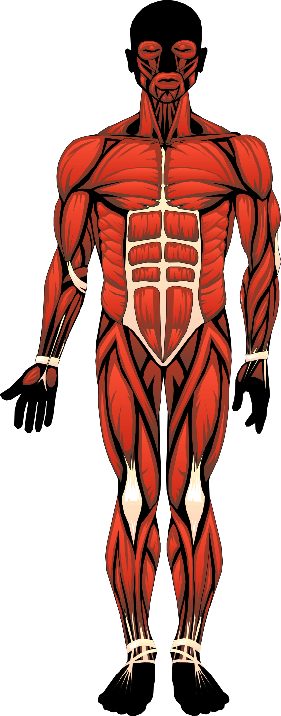 Anatomy of human body, muscles, drawing free image download