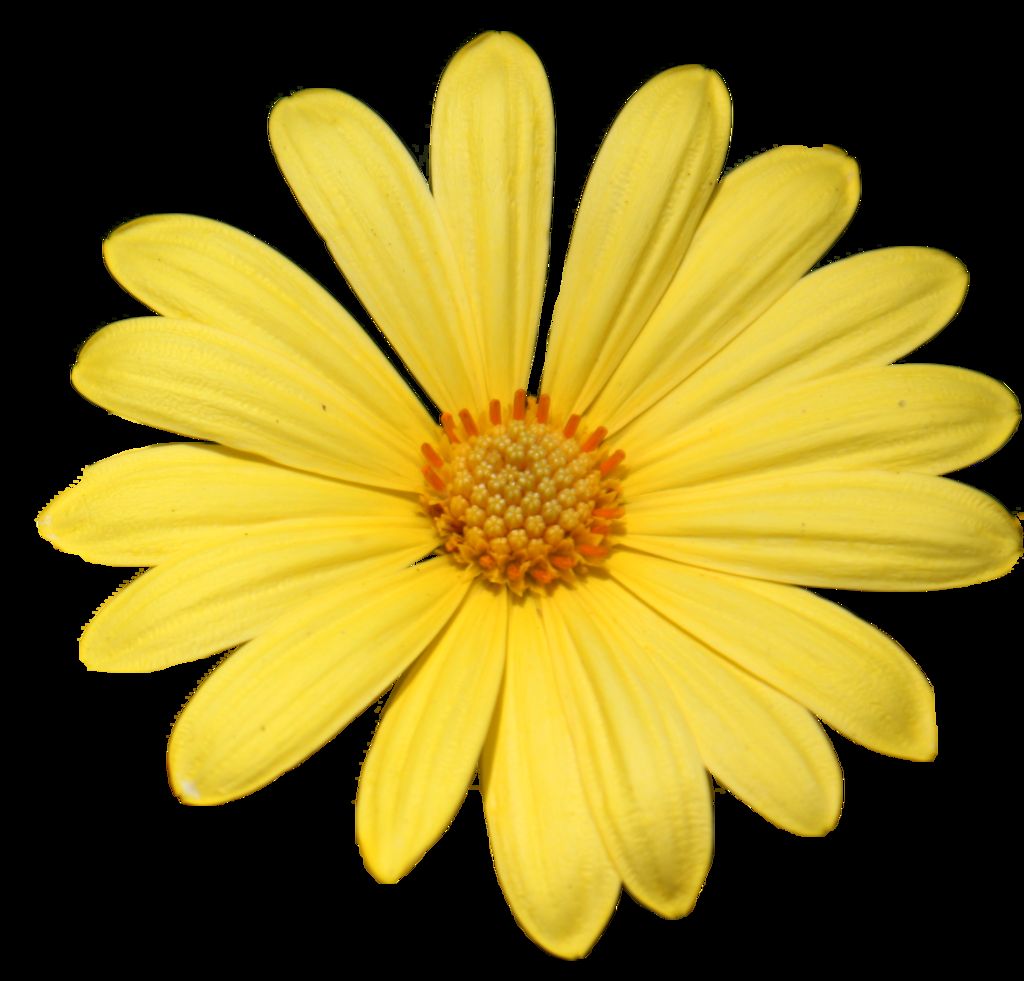 Yellow daisy flower clipart free image download