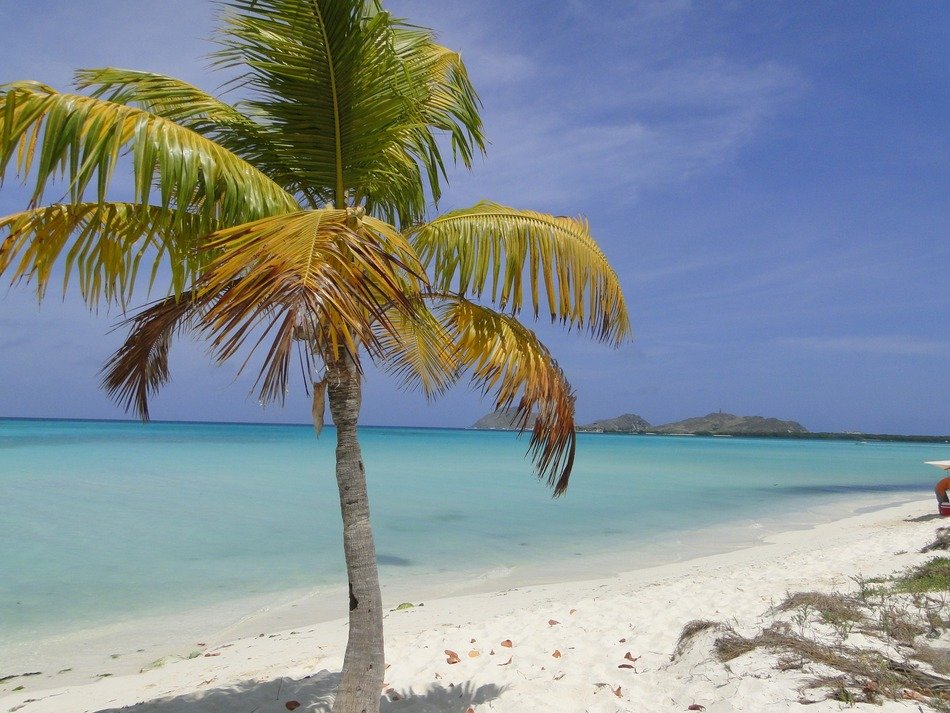 Palm tree on the shore free image download