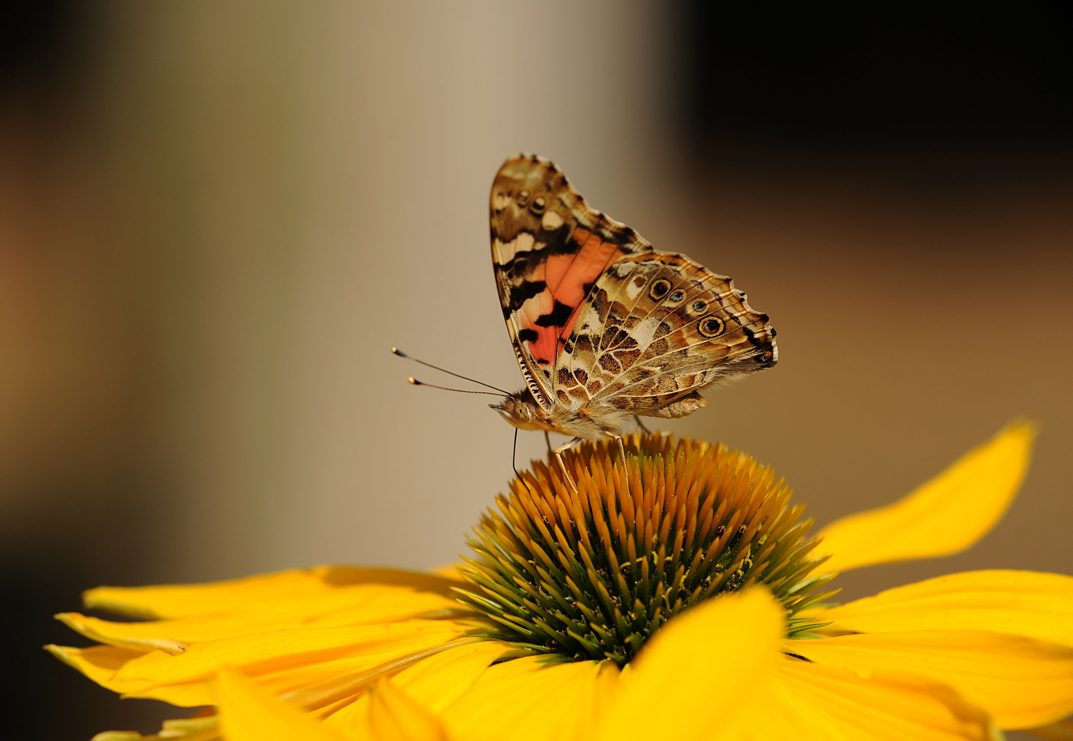 Painted Lady Butterfly free image download