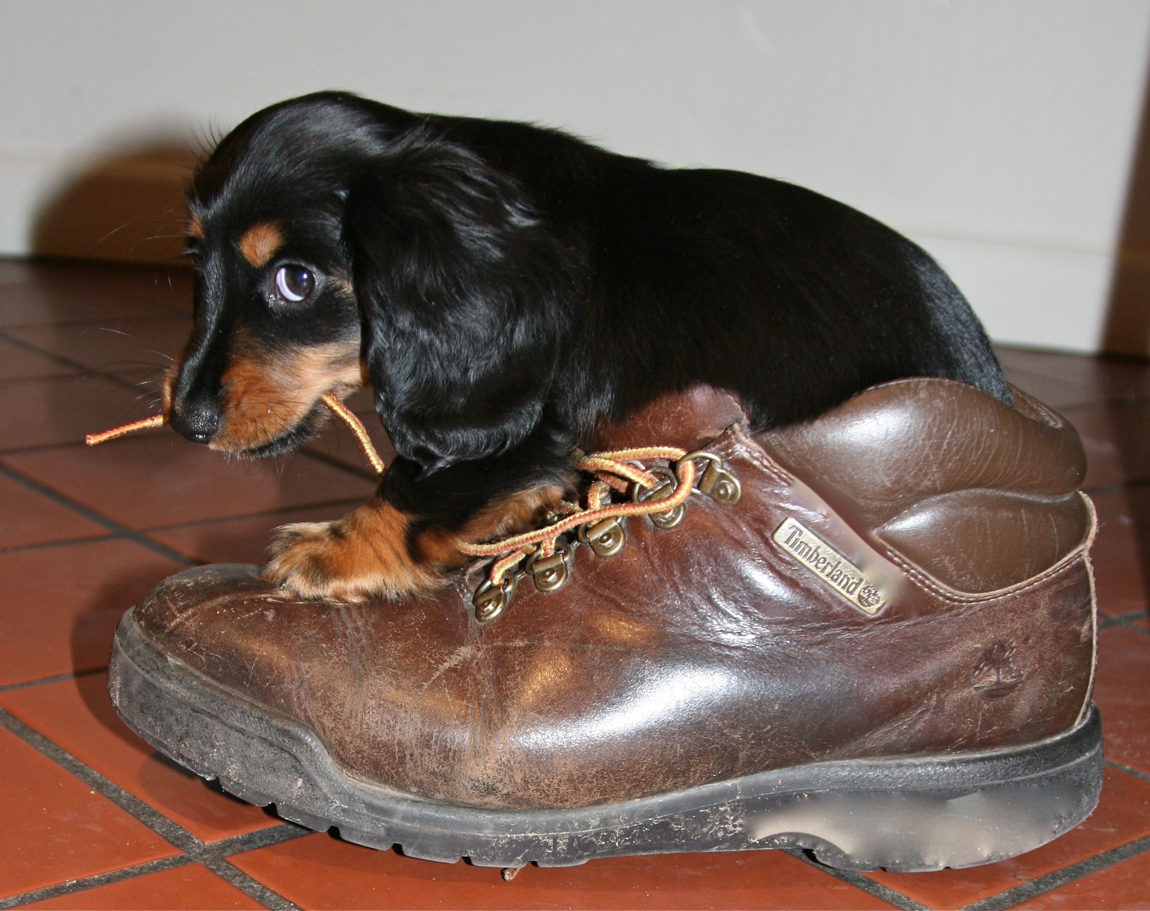 A puppy chewing the laces from the Shoe free image download