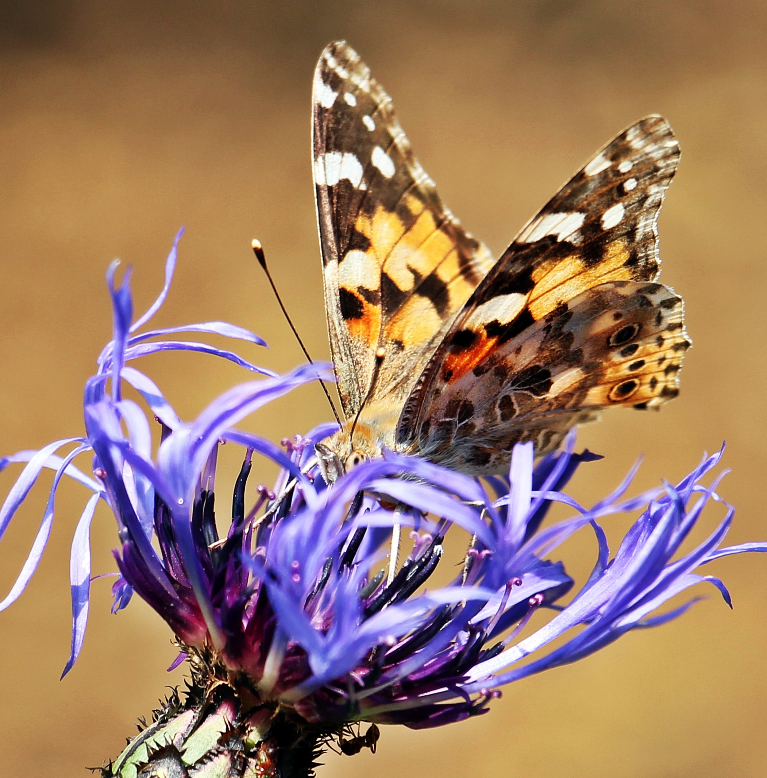 Beatuful butterfly on the cornflower free image download