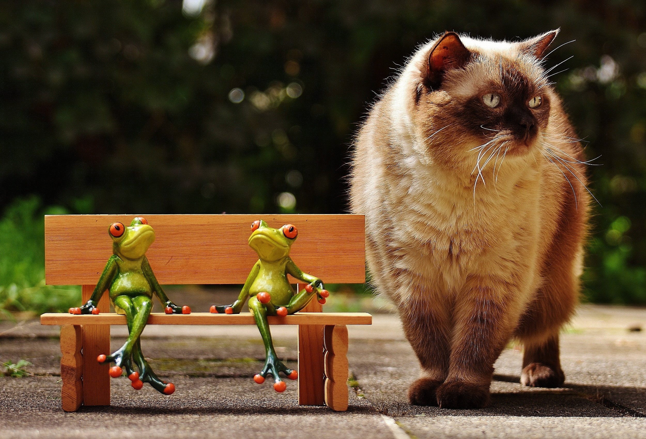 Ceramic frogs and big domestic cat free image download