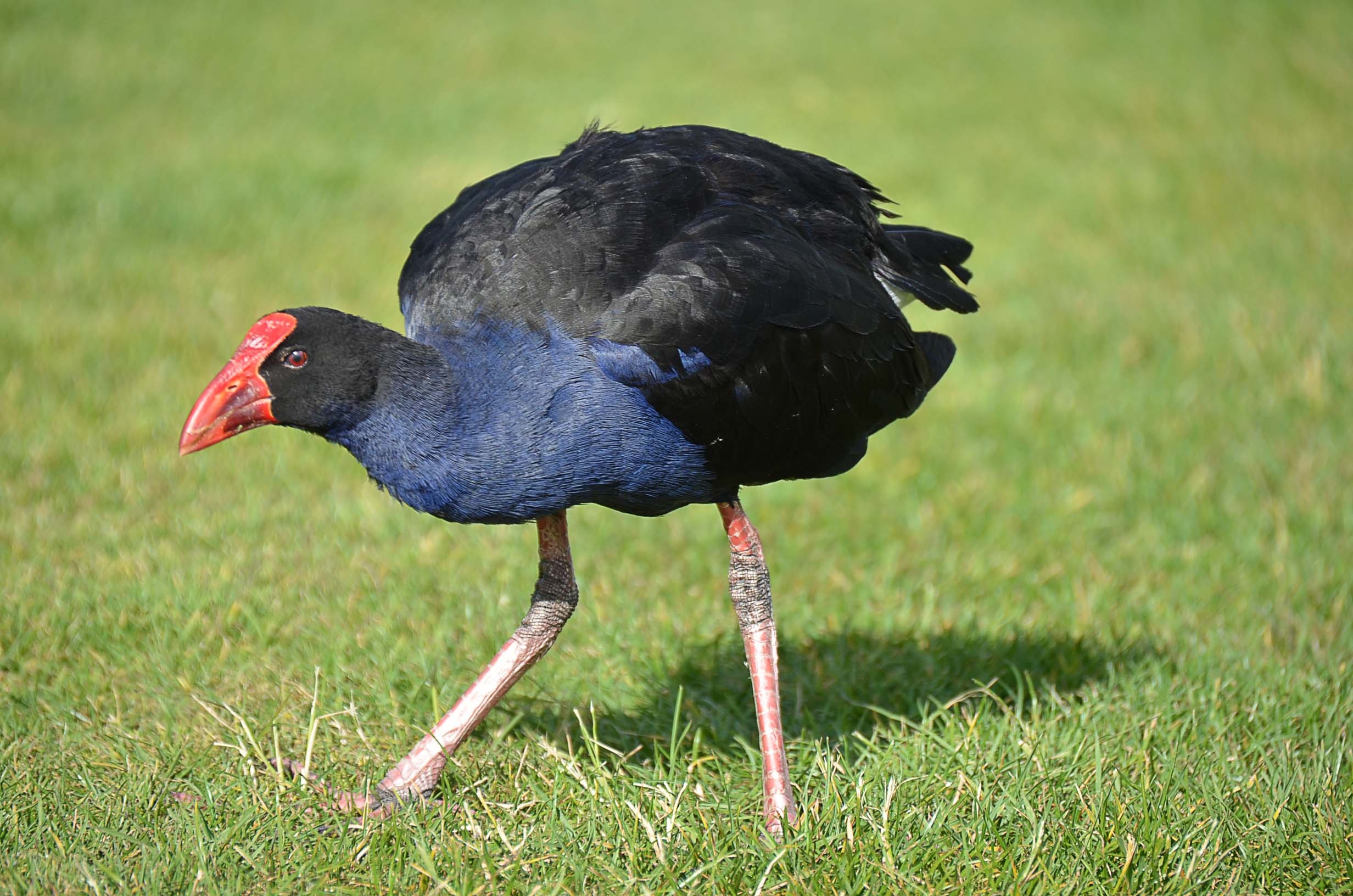 Pukeko bird free image download