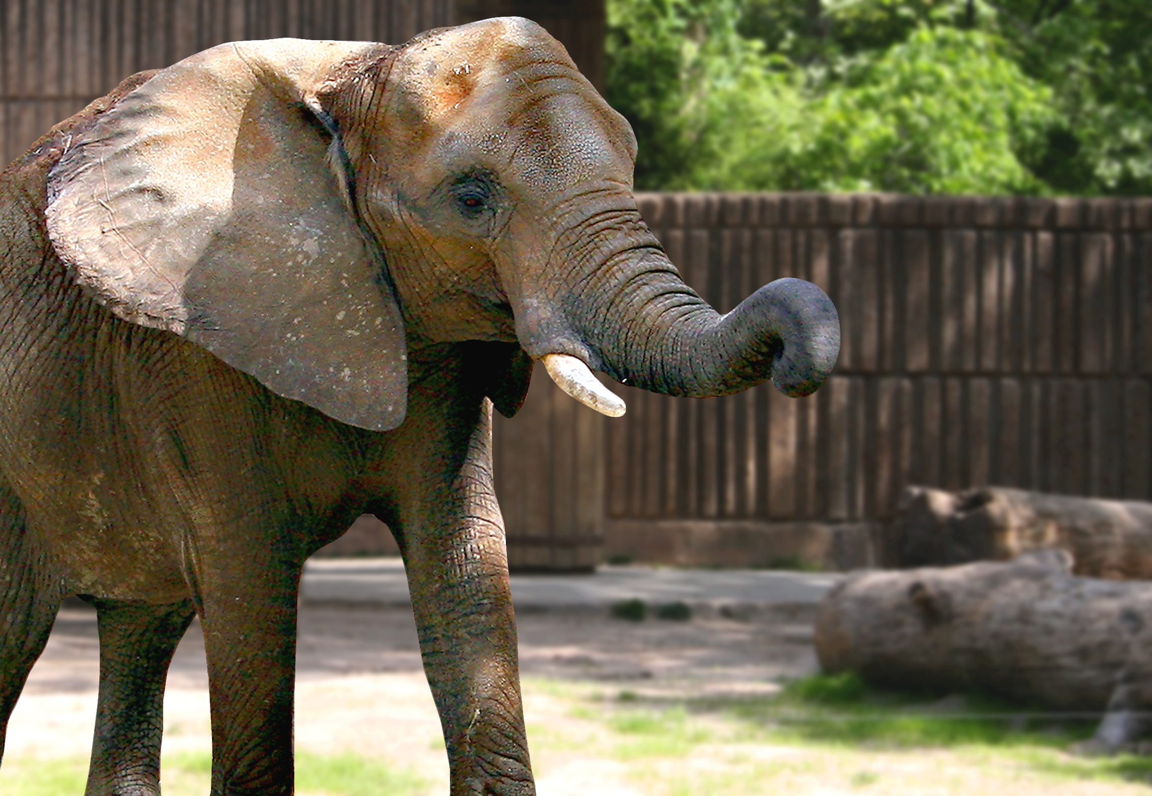 Perfect beautiful Elephant in Zoo free image download