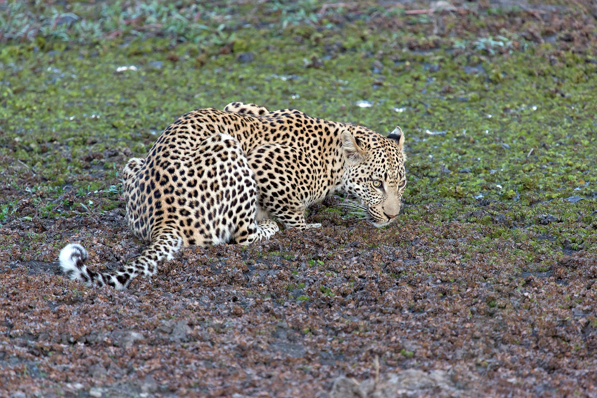 Leopard Predator free image download