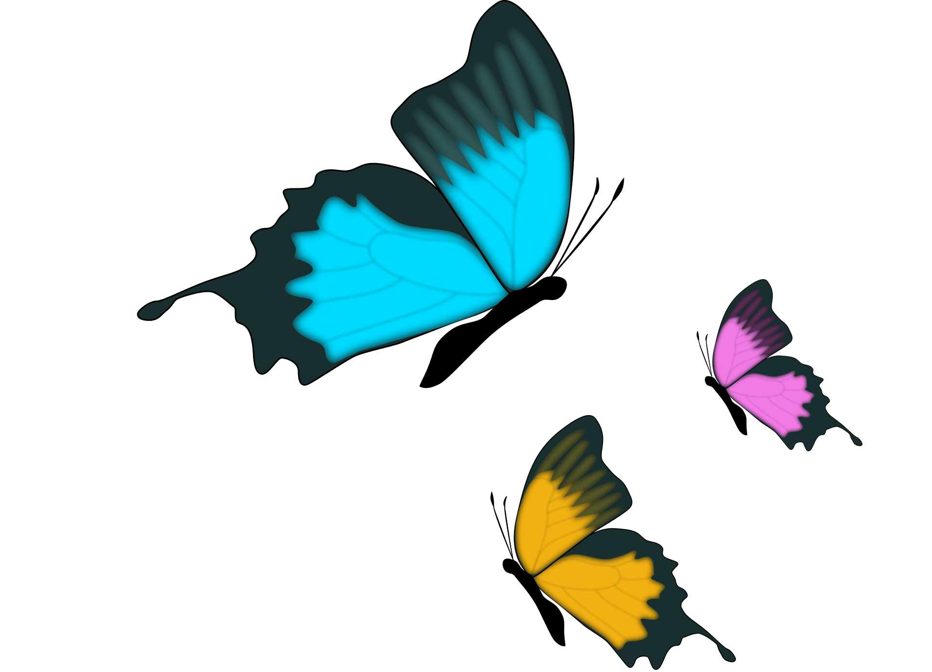 Image of three different colored butterflies free image download