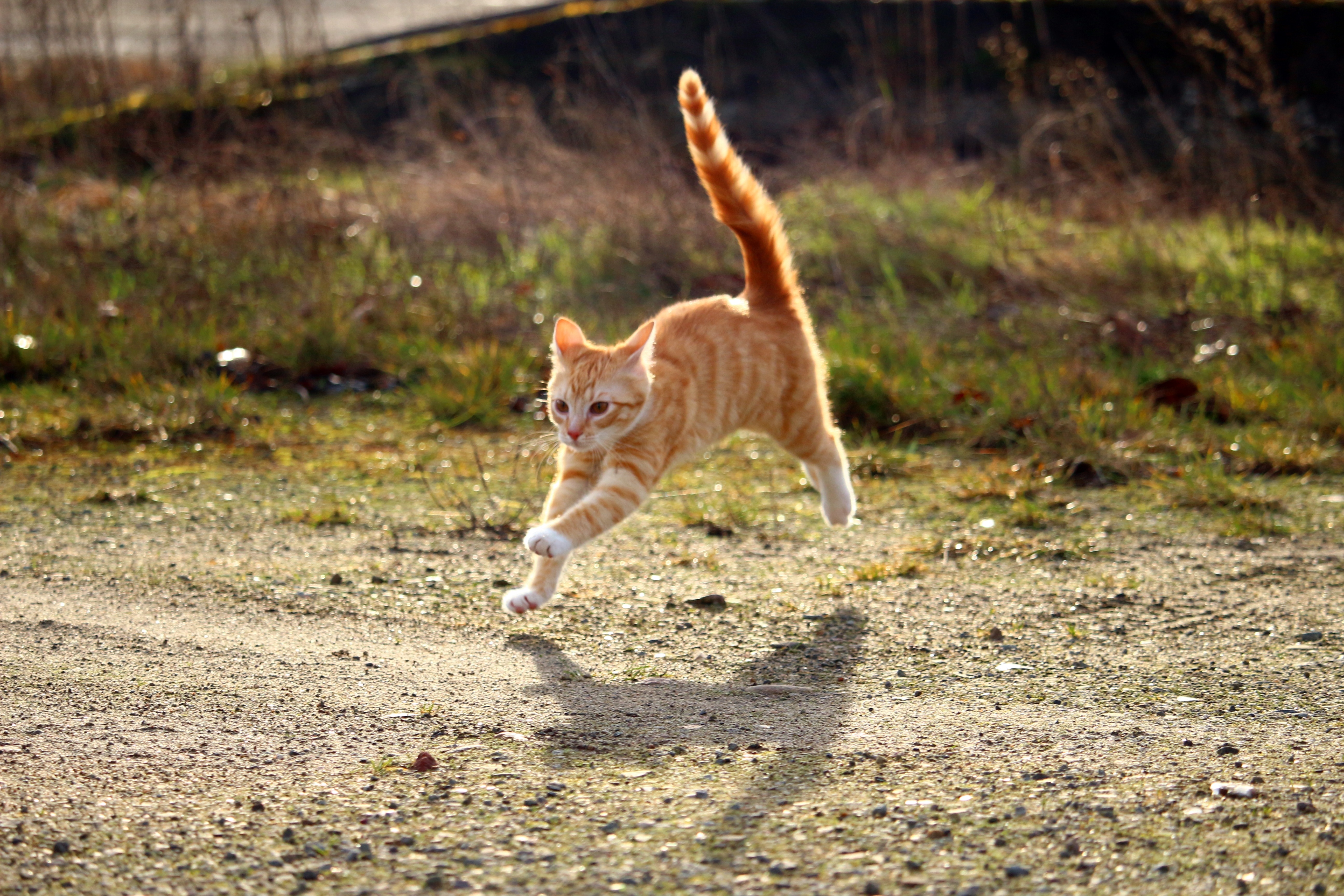 Playful running young cat in countryside free image download