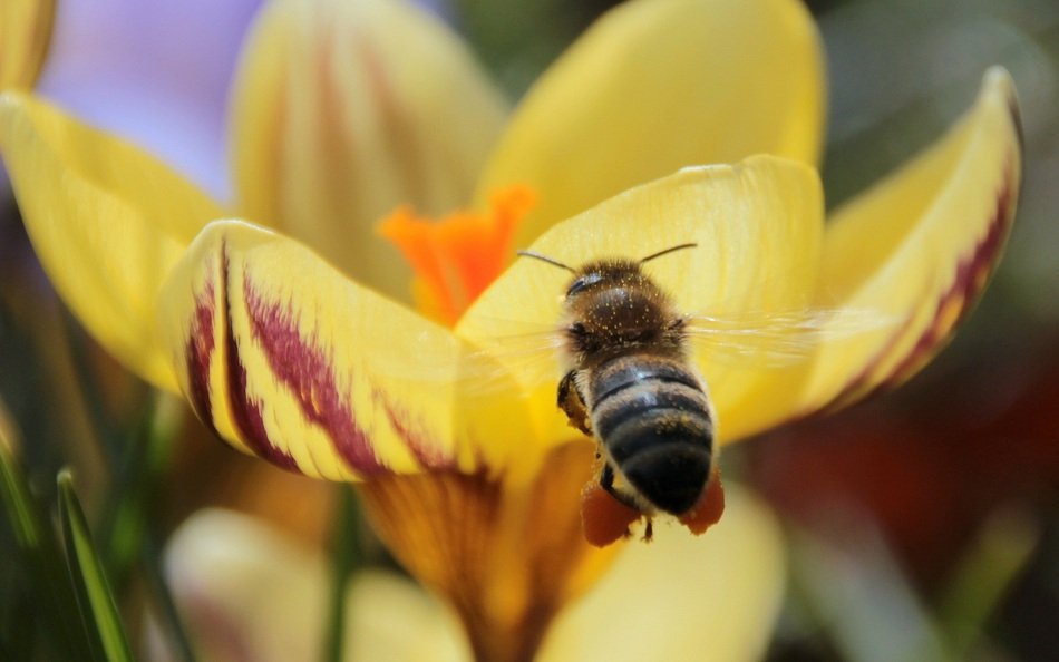 Bee collecting pollen in spring free image download