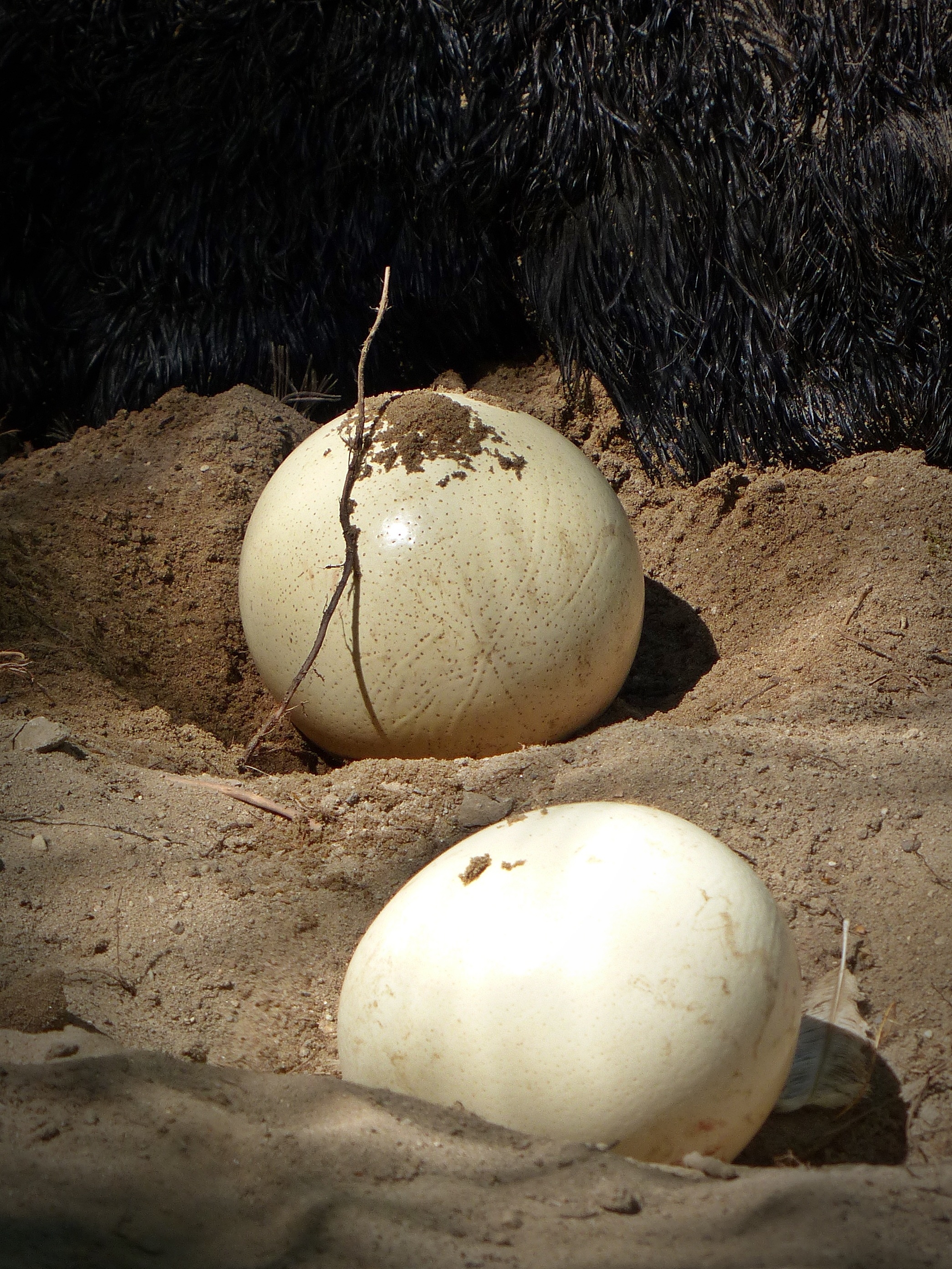 Two shiny ostrich eggs in the sand free image download