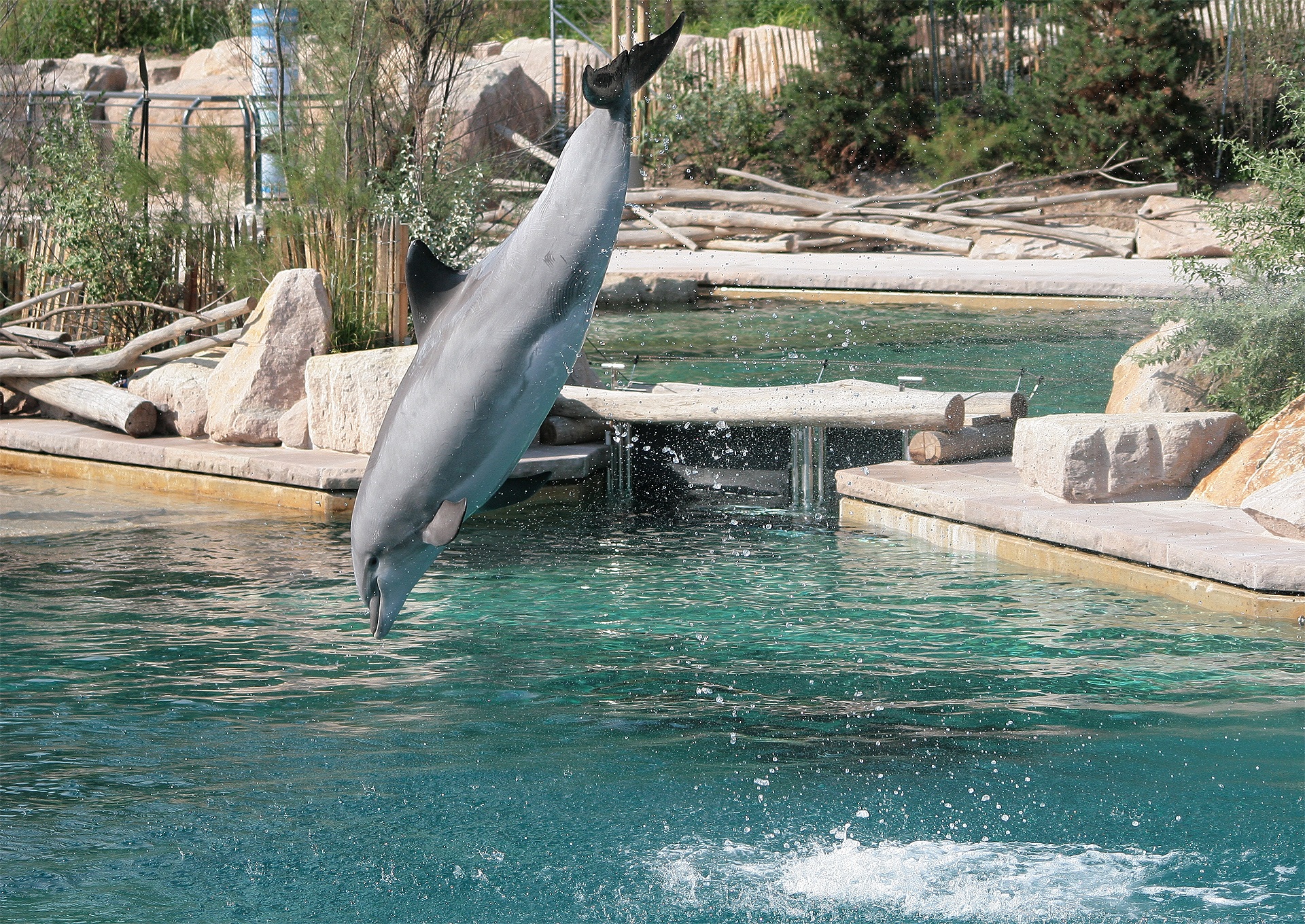 Dolphin show at the zoo free image download