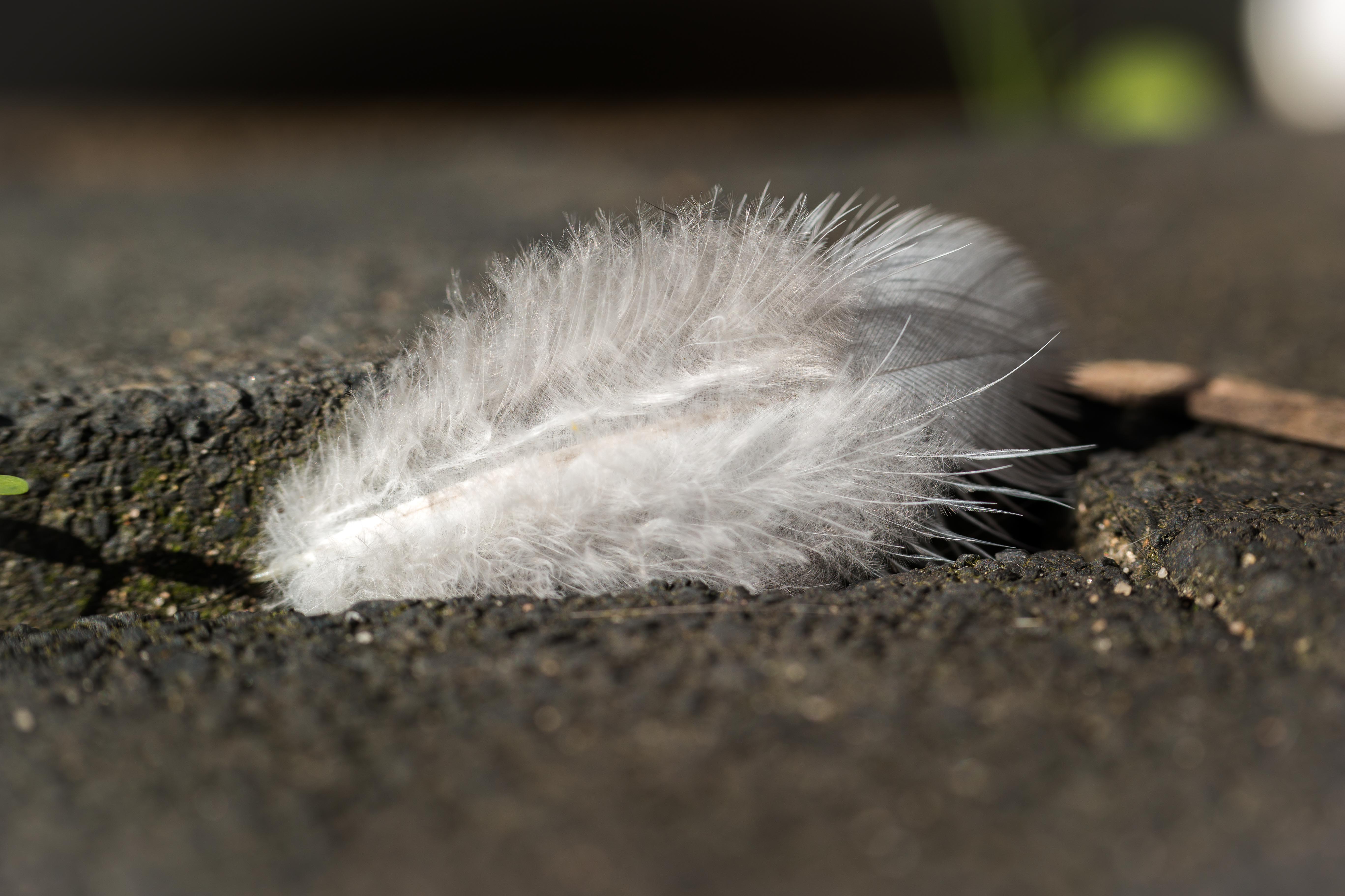 White Feather on the ground free image download