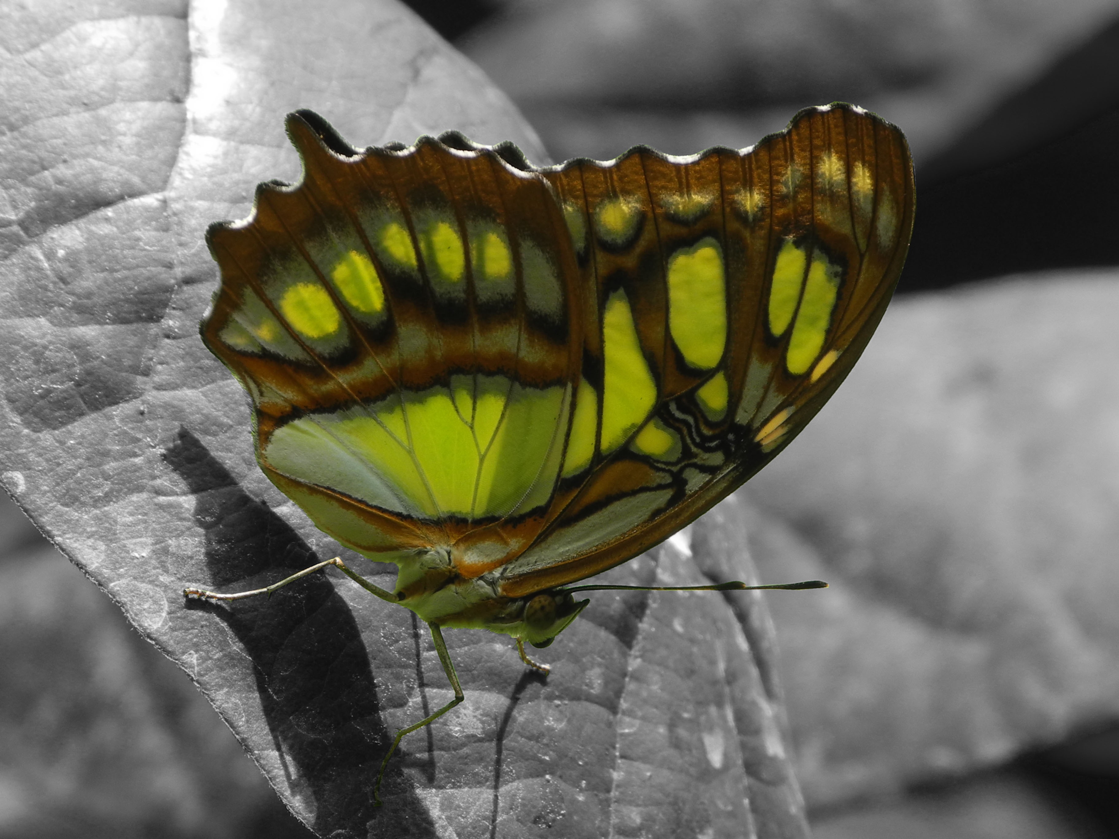 Green and brown butterfly in monochrome free image download