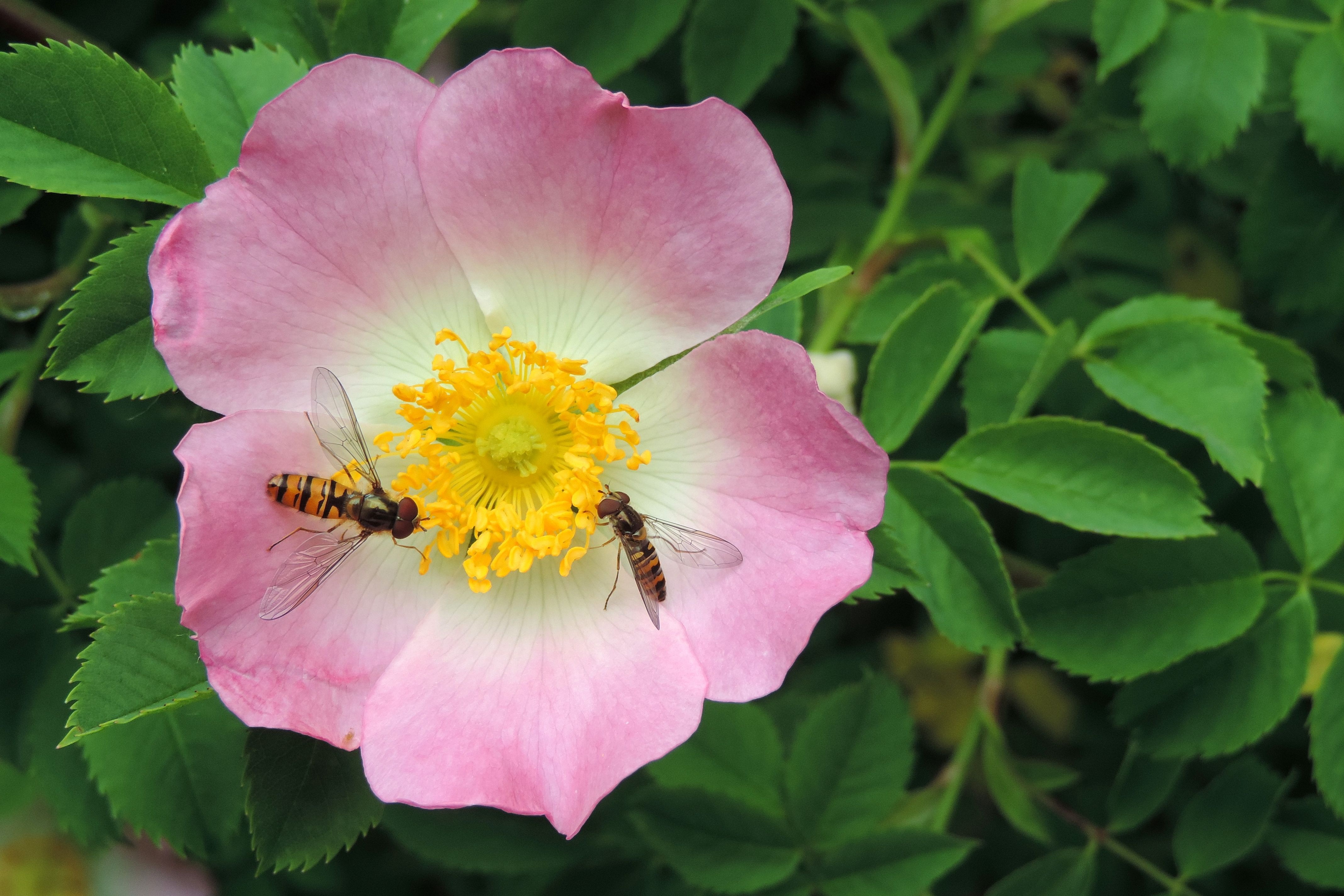 Insects on Wild Rose Flower free image download
