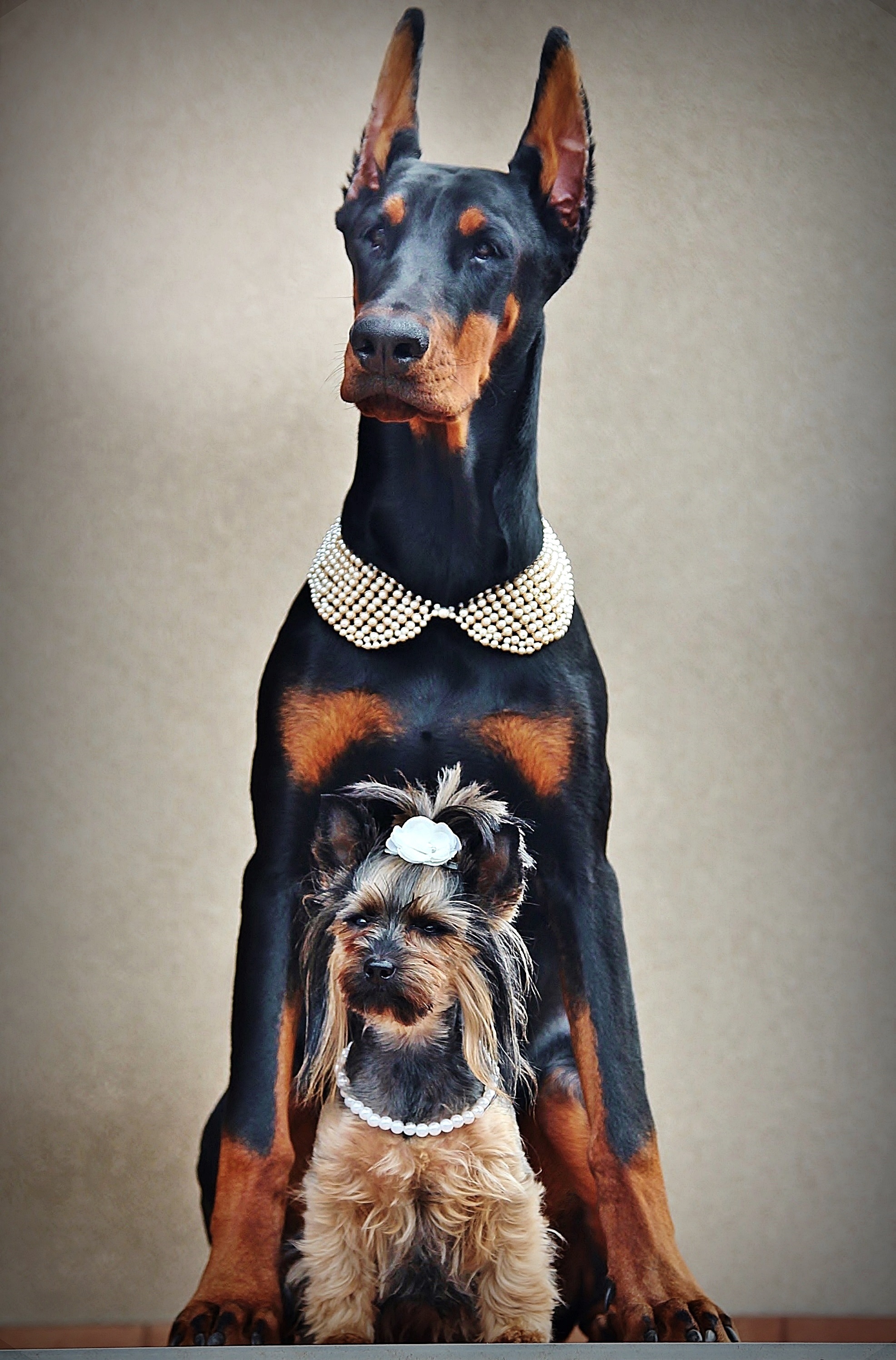 Yorkshire Terrier and Doberman, two Dogs sitting together free image