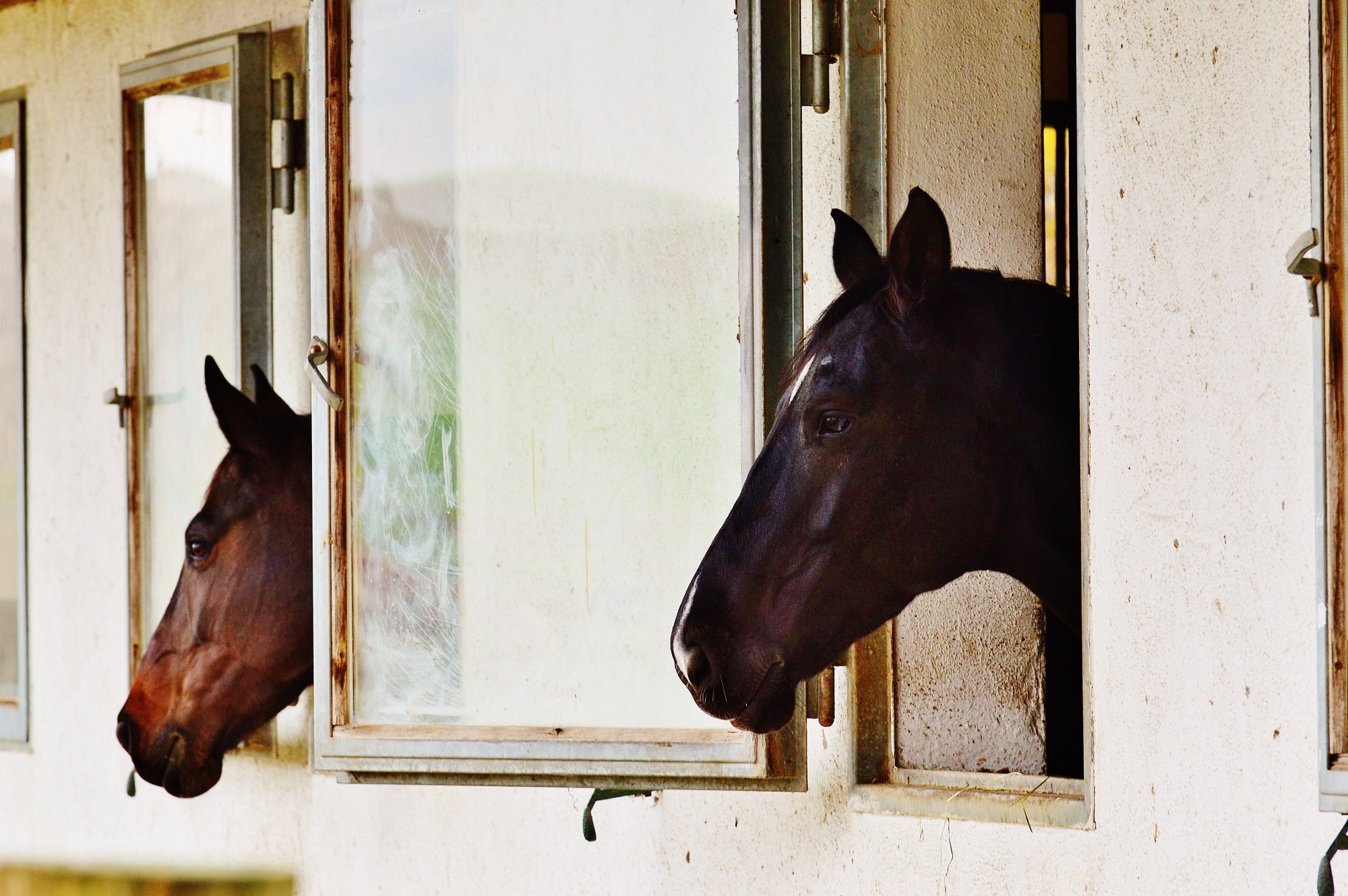 Photo of horses in the stable free image download