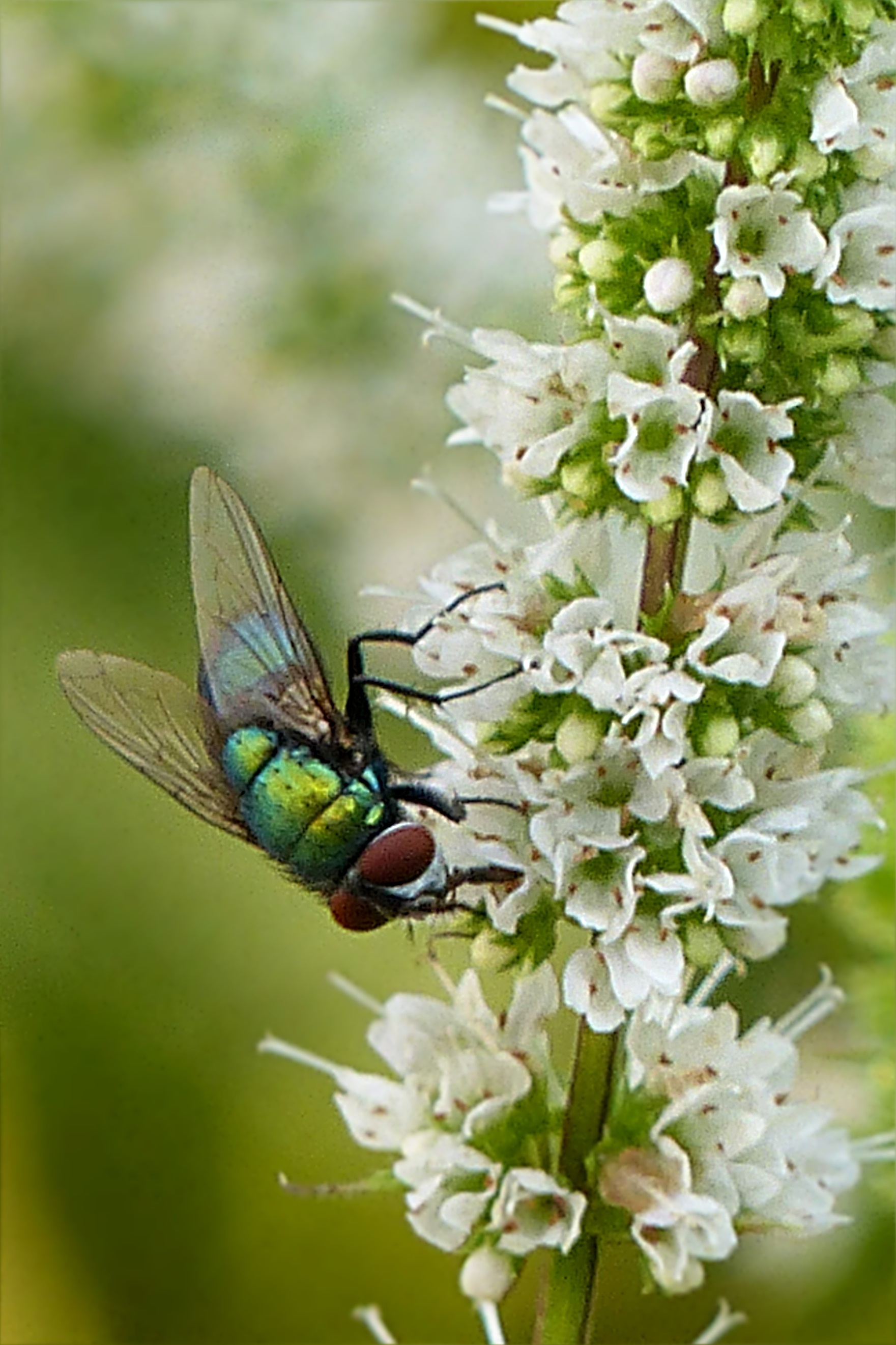 Blow fly on the white flower free image download