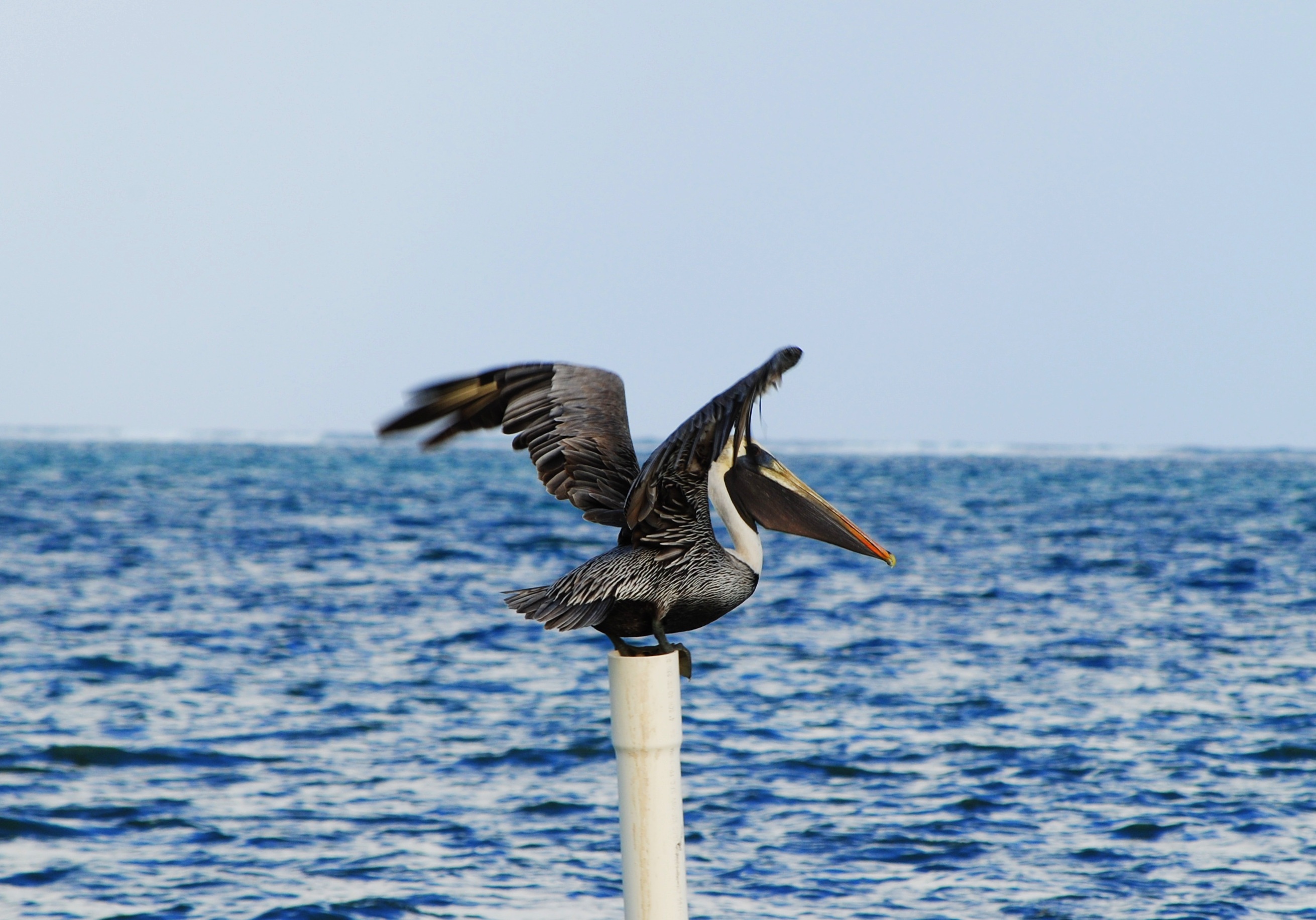 A pelican stands on a pipe in the caribbean free image download