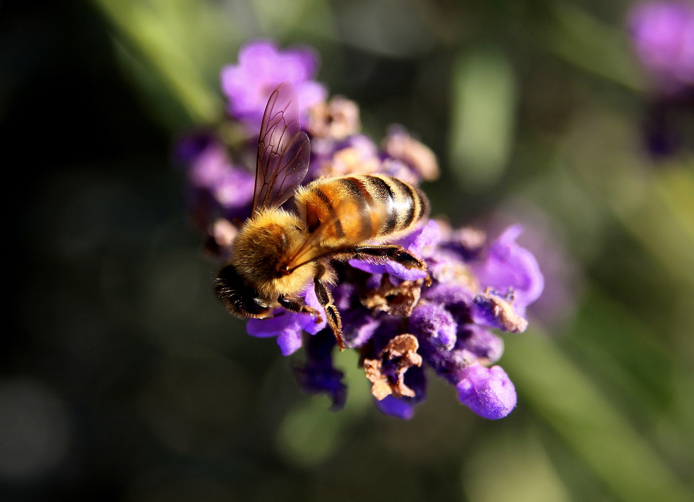 Macro photo of a wasp on lavender flowers free image download