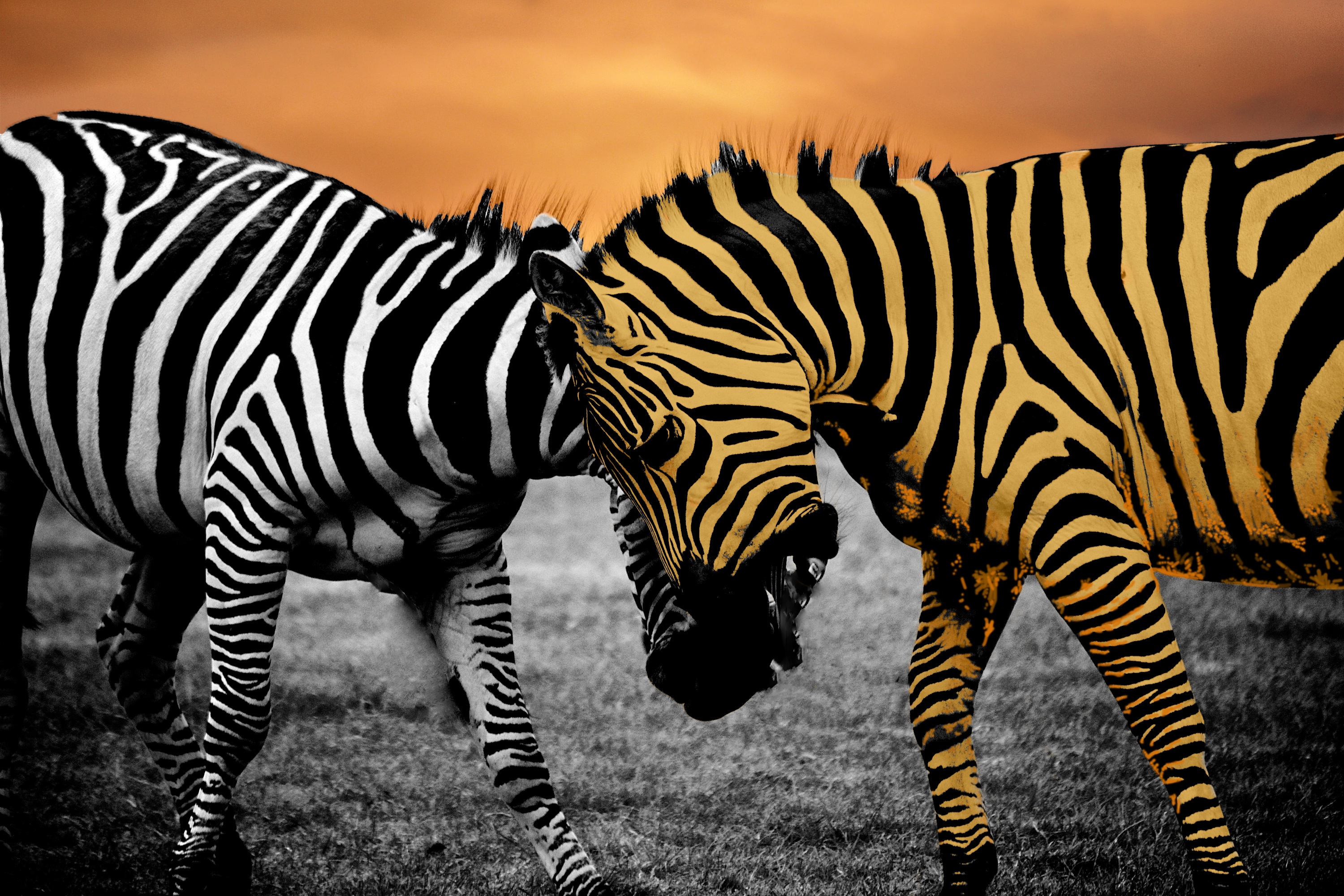 Two colorful zebras free image download