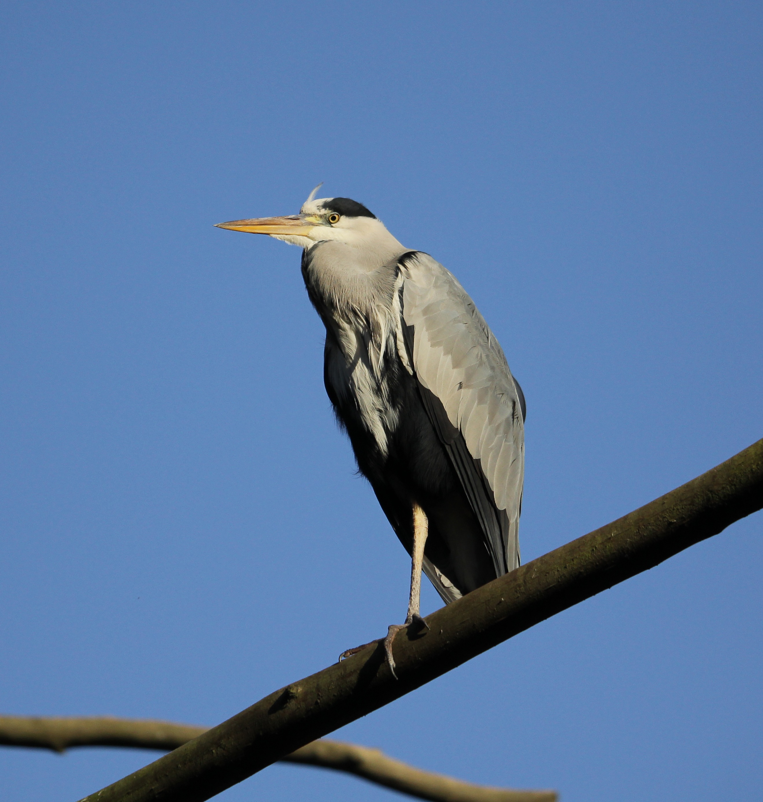 Grey Heron free image download