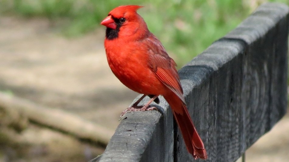 Exotic Red Cardinal bird free image download